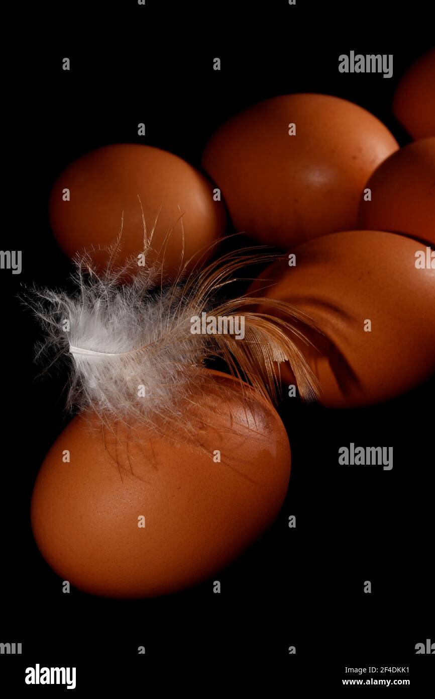 Uova di pollo biologiche fresche con una piuma su sfondo nero Foto Stock