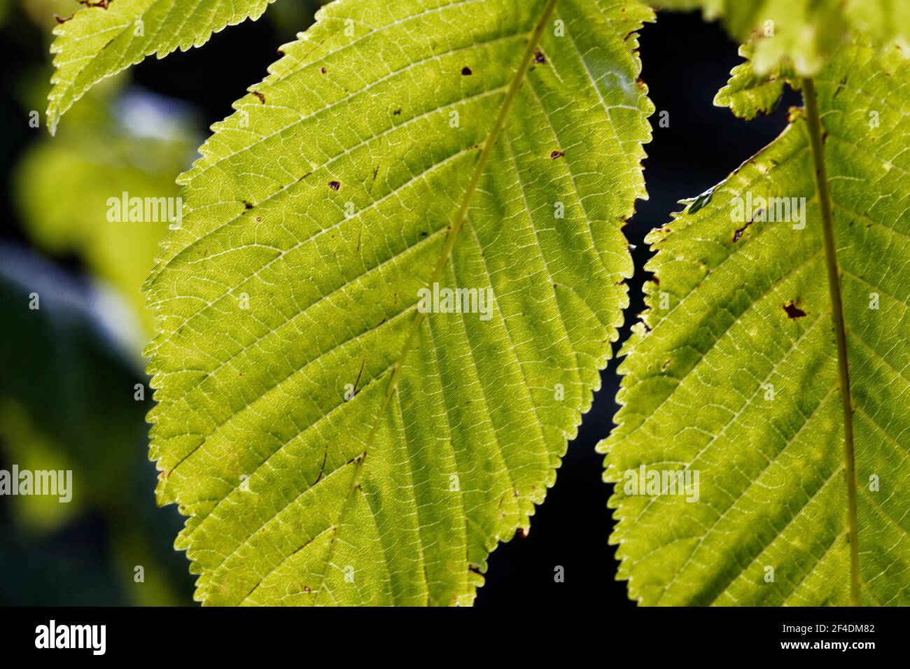 Aesculus hippocastanum, il castagno di cavallo, è talvolta chiamato castagno di cavallo, buckeye, conker tree, o castagno spagnolo. Foto Stock