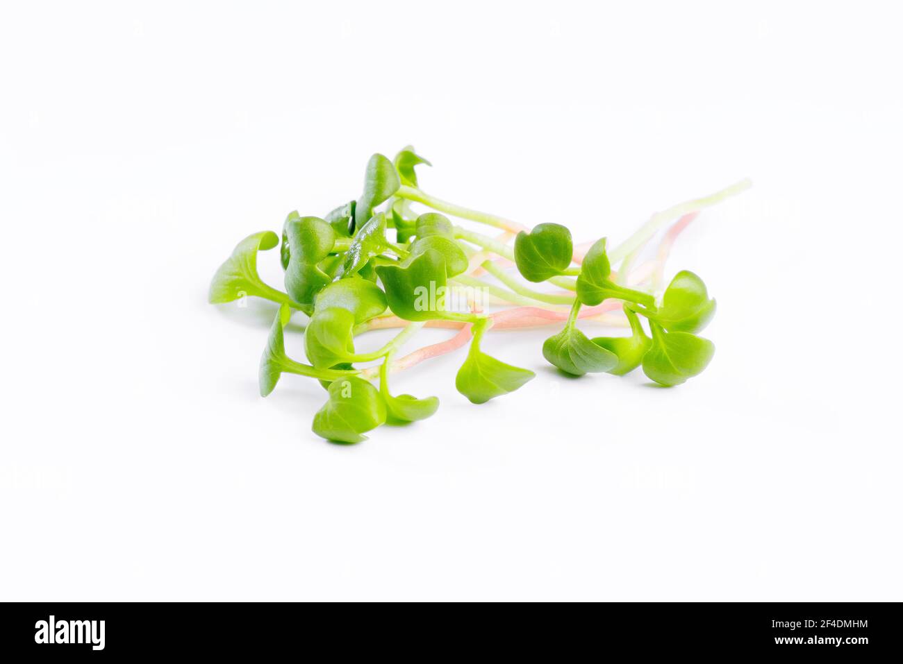 Micrgreens . insalata sana. Mangiare bene. Il concetto sano di cibo del giardino fresco produce organicamente cresciuto come un simbolo di salute e vitamine da na Foto Stock