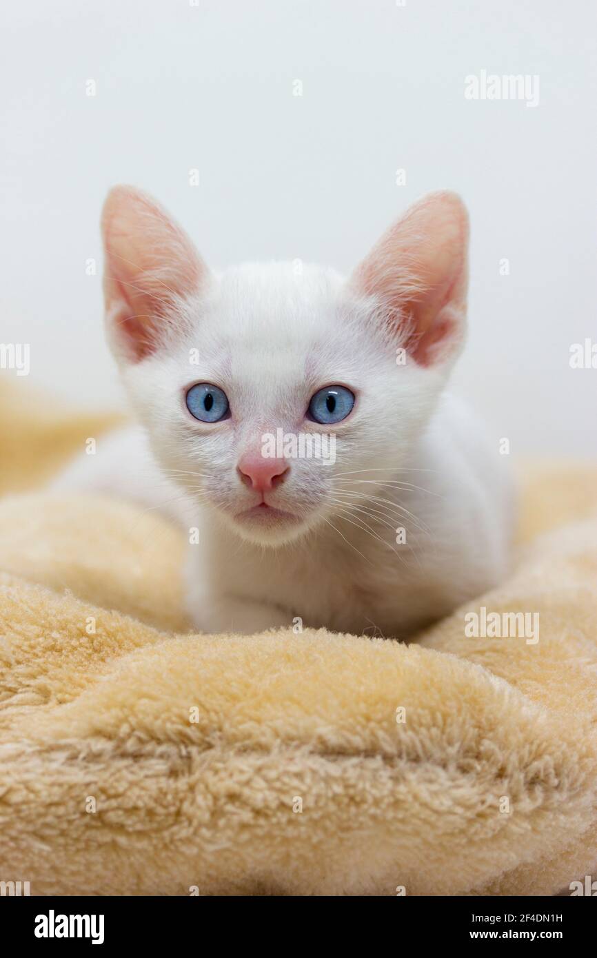 Gattini bianchi con occhi blu e gattini neri khao manee giocare con i fratelli Foto Stock