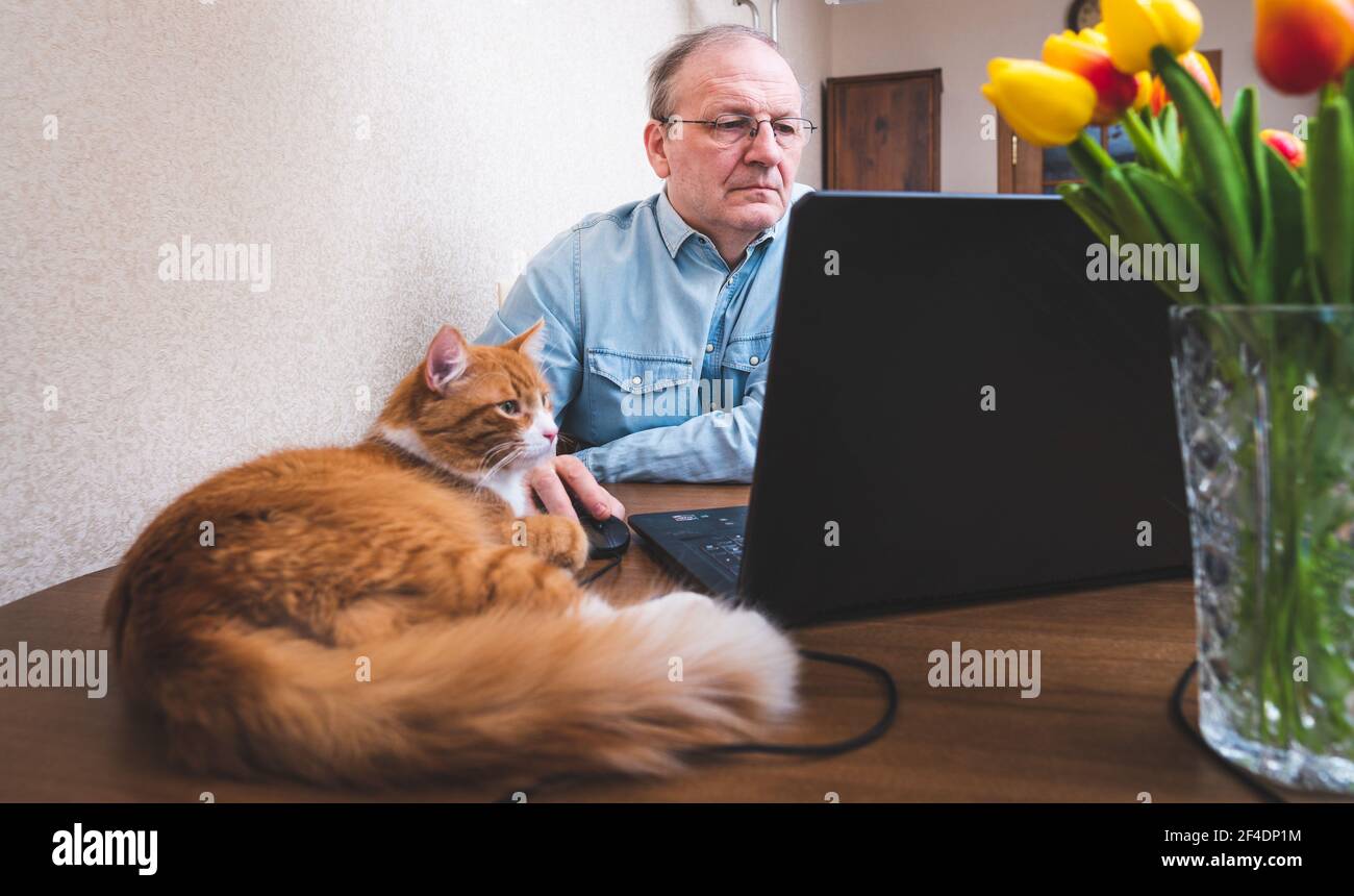 Un gatto zenzero si siede vicino al computer mentre il proprietario sta lavorando . Un uomo maturo lavora online da casa. Foto Stock