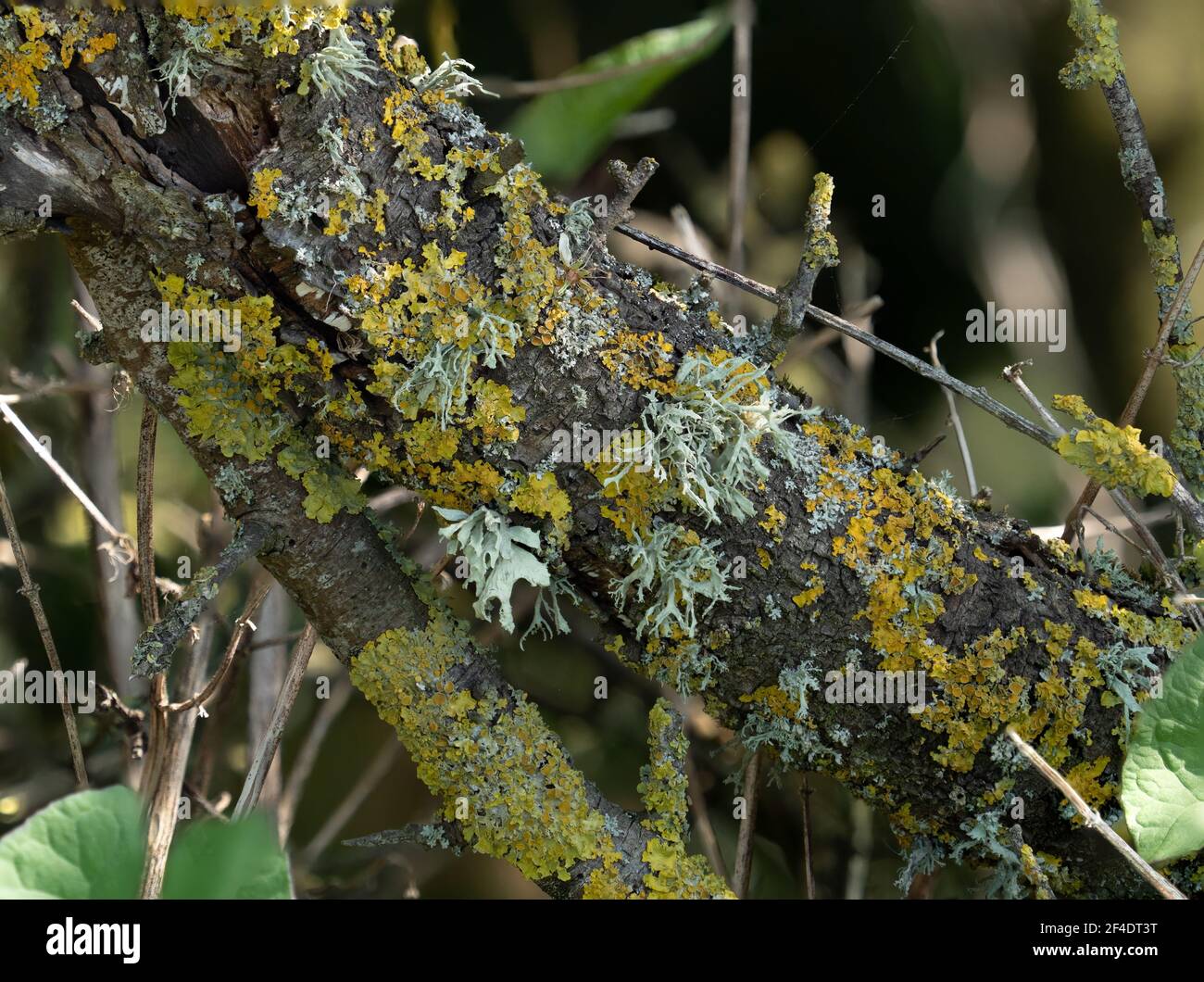Diverse specie di Lichen sull'albero in Sussex, Inghilterra. Foto Stock