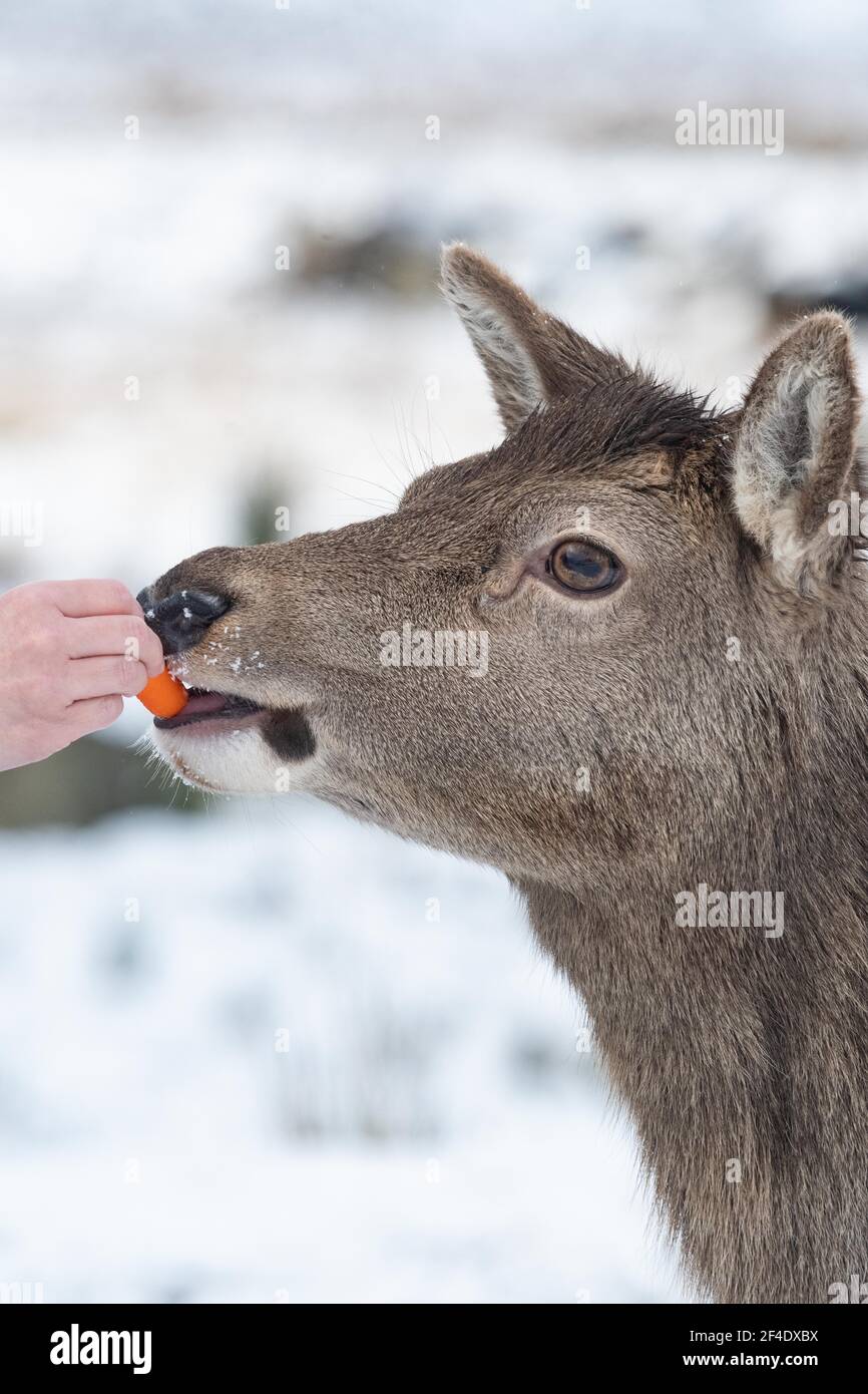 Al Kingshouse Hotel, Glen Coe, Scozia, Regno Unito, si nutrano le carote con le mani per i cervi selvatici Foto Stock