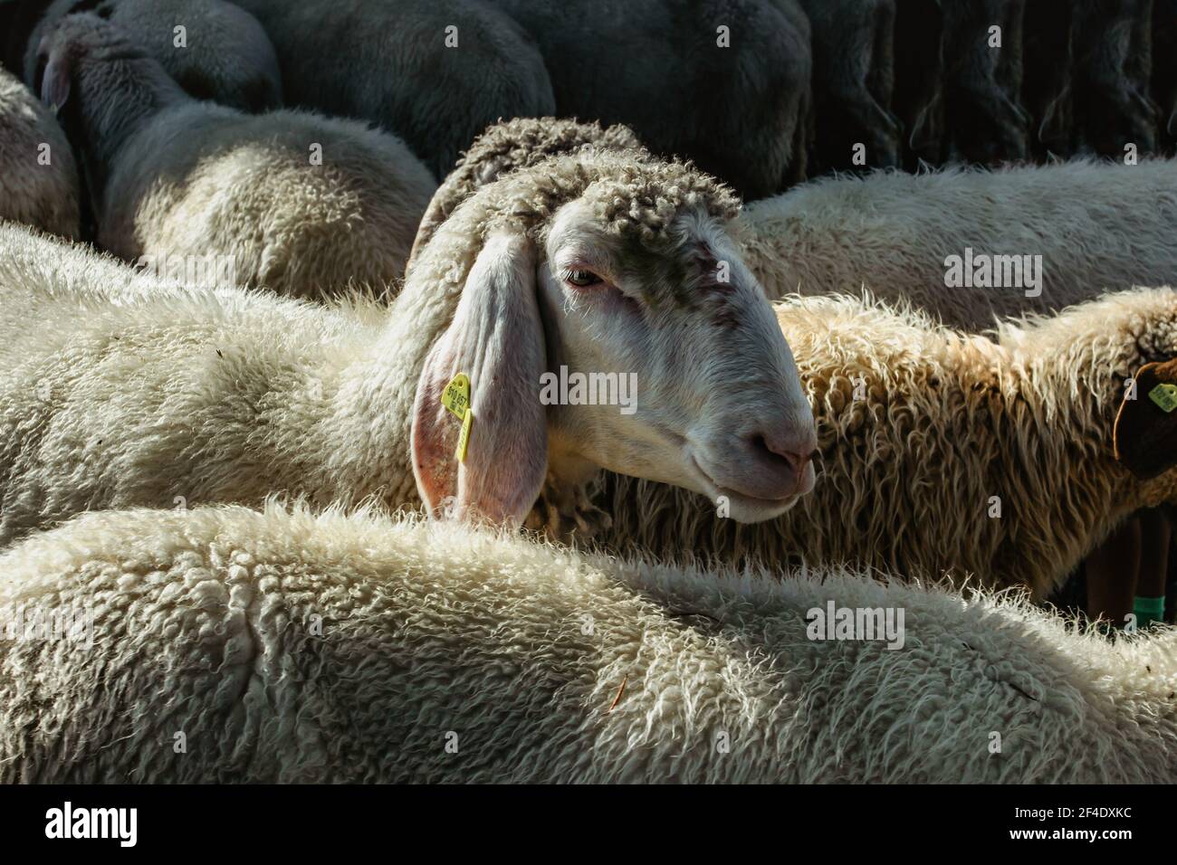 Carino ritratto di animali di allevamento pecore, pelliccia di agnello in primavera.Gruppo di pecore pascolo in paddock in countryside.herd di pecore, particolare di capo.mammiferi animali fa Foto Stock