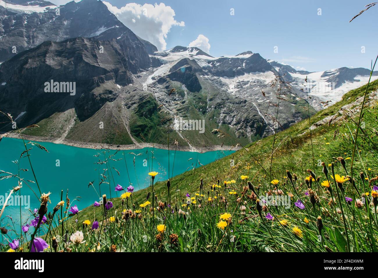 Bella vista panoramica del lago di montagna e fiore selvaggio. Escursione a. La diga di Mooserboden nelle Alpi austriache. Relax tranquillo all'aperto. Meraviglioso paesaggio naturale Foto Stock