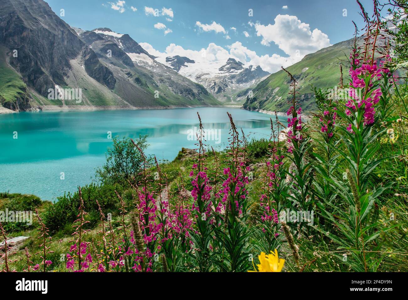 Bella vista panoramica del lago di montagna e fiore selvaggio. Escursione a. La diga di Mooserboden nelle Alpi austriache. Relax tranquillo all'aperto. Meraviglioso paesaggio naturale Foto Stock