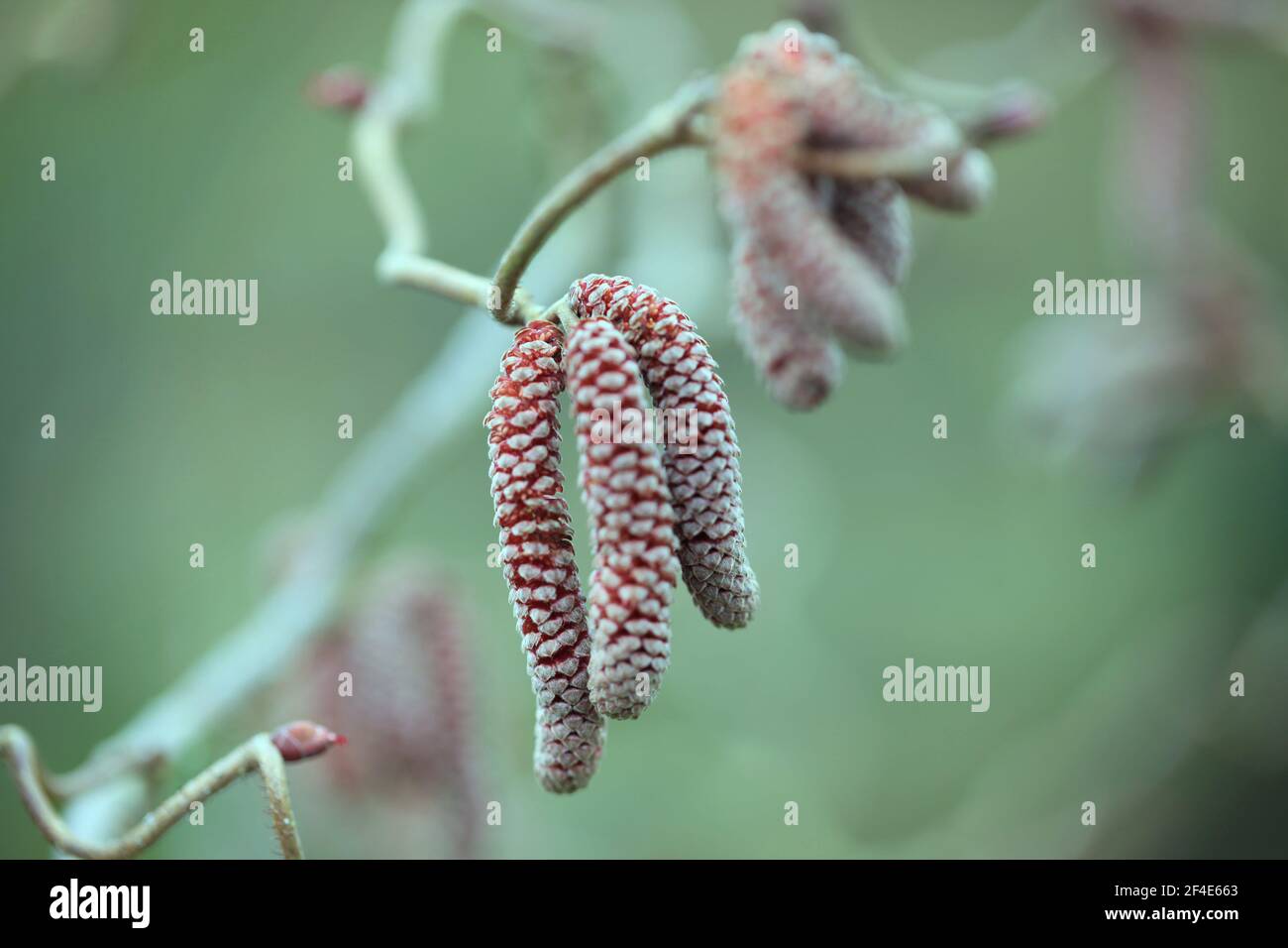 Primo piano di 'Contorta Red' catkins / Hazel Tree - Corylus Avellana Foto Stock