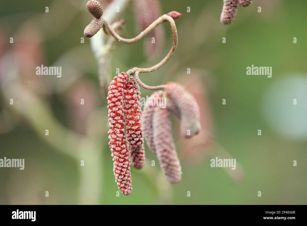 Primo piano di catkins rossi freschi su Corylus Avellana / Contorta Red, Ornamental Hazel Tree Foto Stock