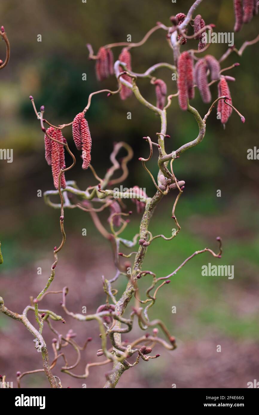 Corylus Avellana, Contorta Red / Red Majestic Hazel Tree Foto Stock