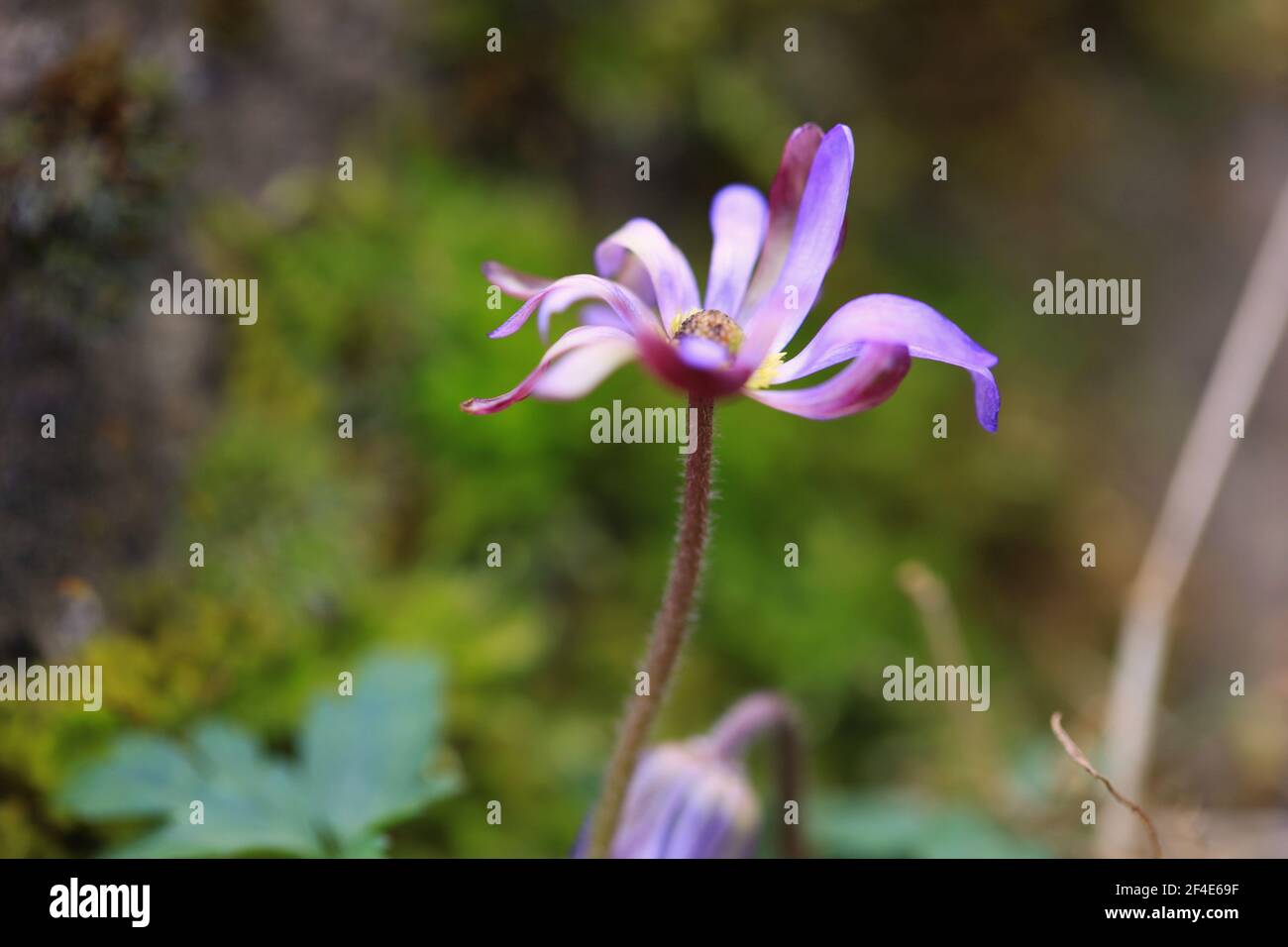 Vista di una blanda Anemone/Windflower greco/sfumature blu Foto Stock