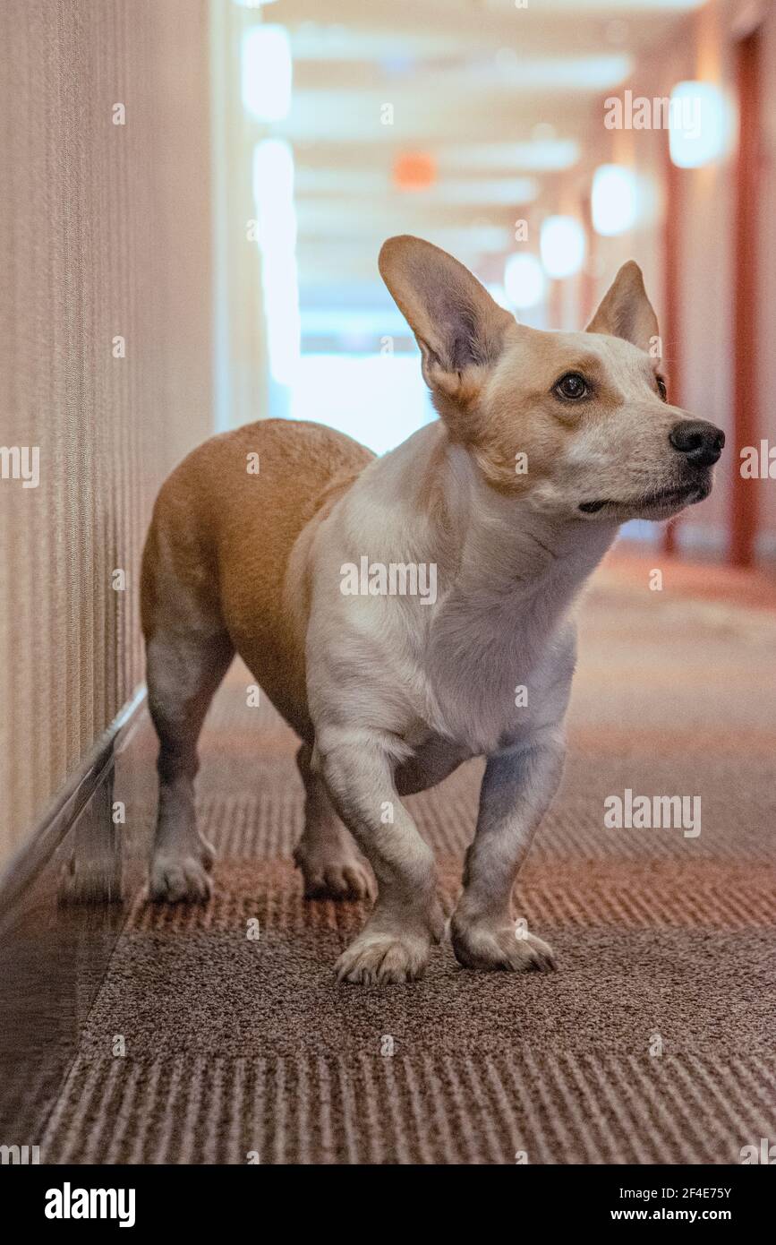 Un corgi di razza mista si trova nel corridoio di un hotel in attesa del suo proprietario di lanciare una palla. Foto Stock