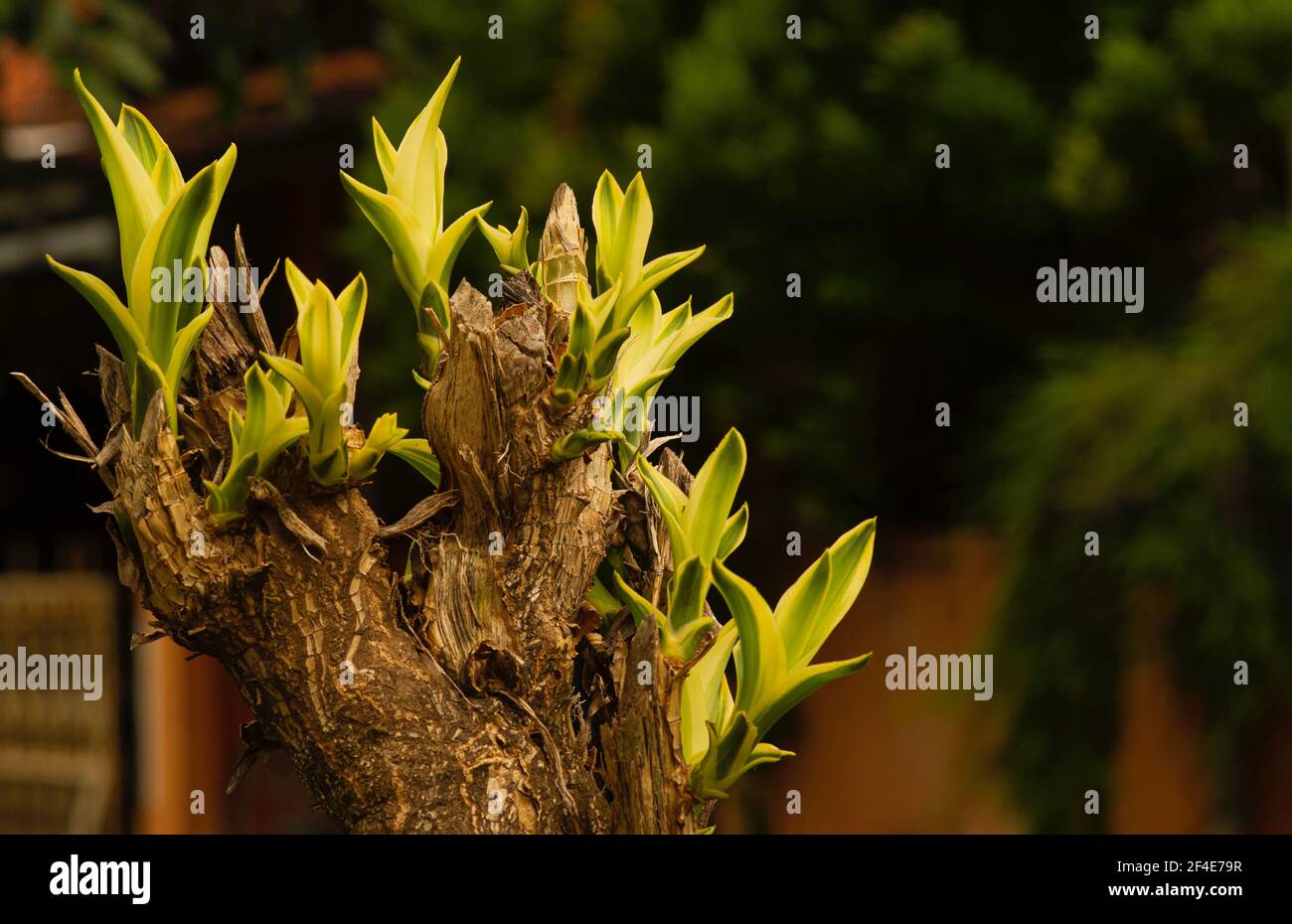 La pianta di Dracaena, è una pianta domestica ornamentale popolare, cresciuta sia all'interno che all'esterno in climi tropicali e subtropicali Foto Stock