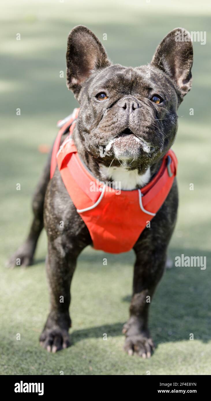 2 anni di Brindle Bulldog francese Puppy maschio Barking al fotografo Foto Stock