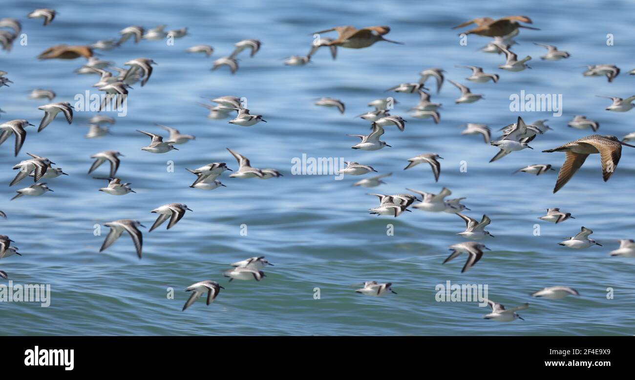 Uccelli al limantour Beach point Reyes california Foto Stock