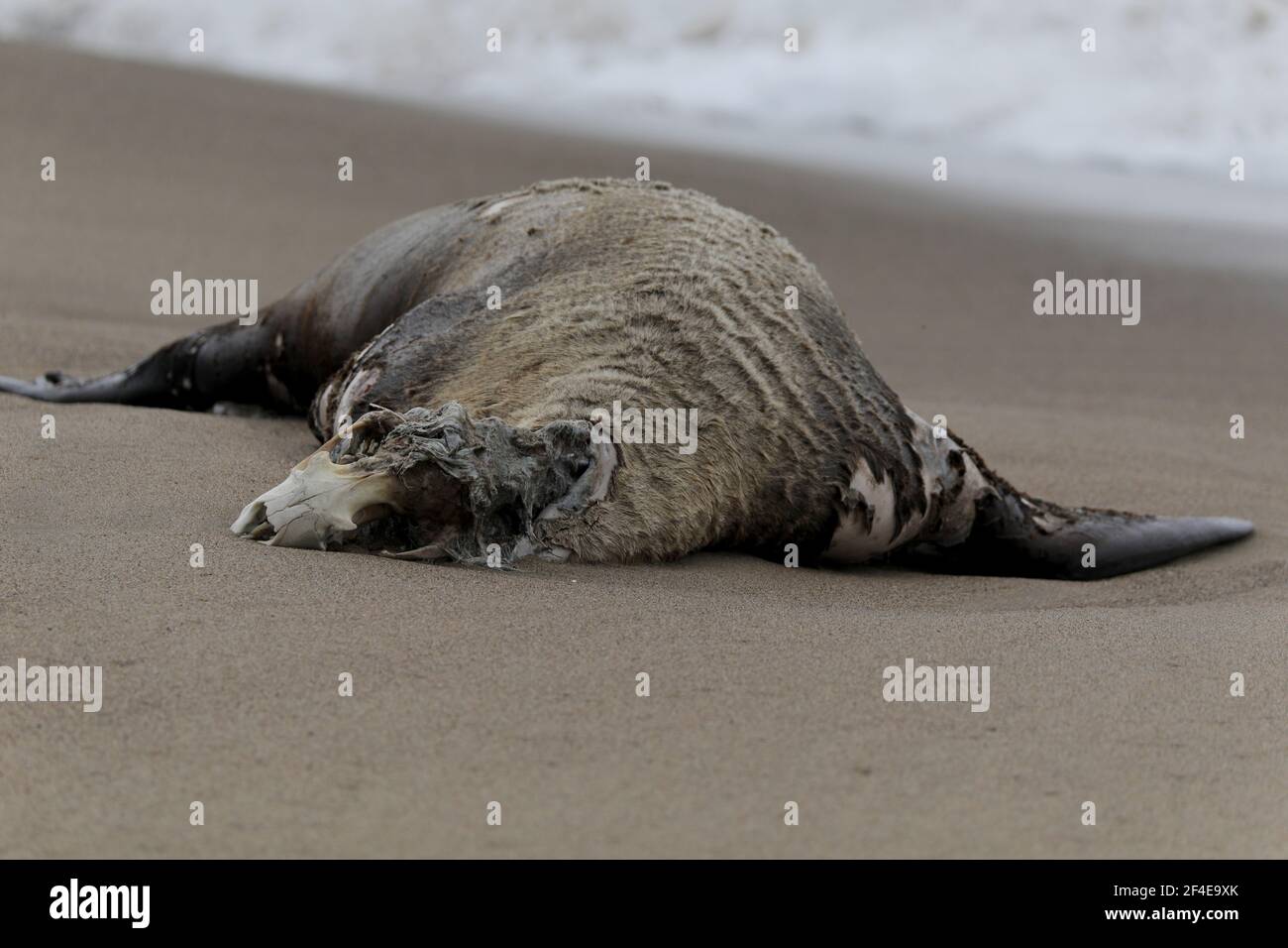 Elefante di foca morto sulla spiaggia di Limantor California Foto Stock