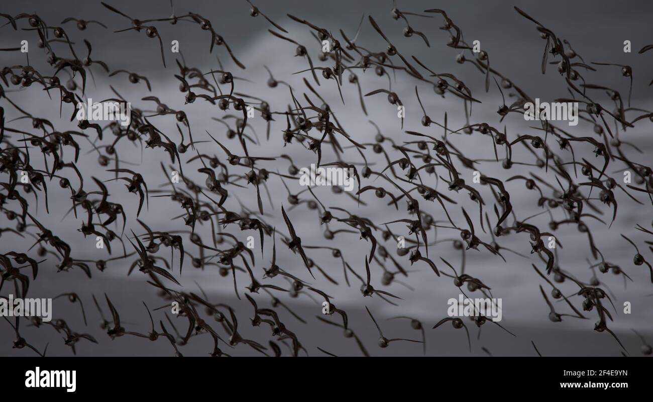 Uccelli al limantour Beach point Reyes california Foto Stock