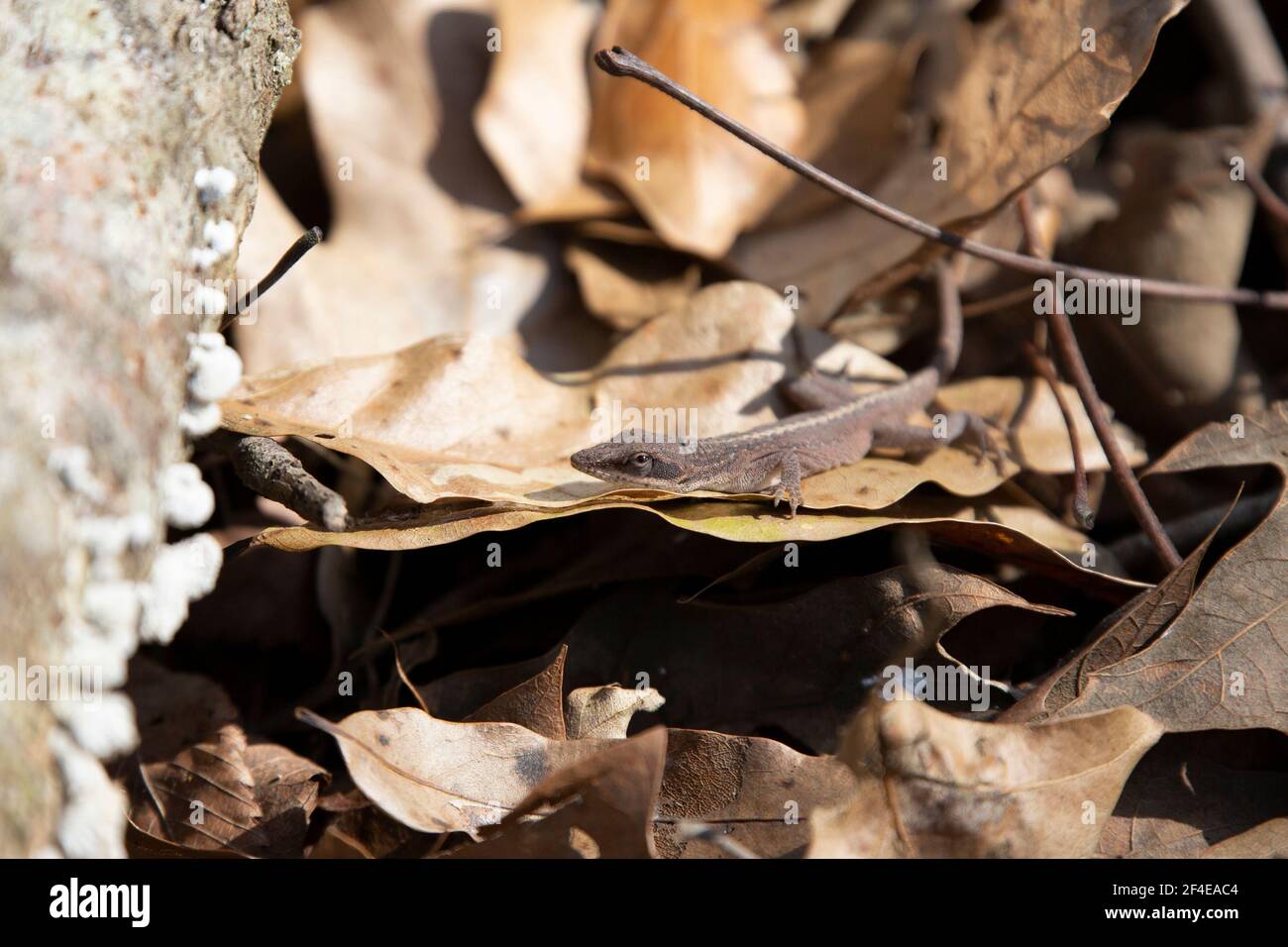 Anolo verde in fase bruna (Anolis carolinensis) nascosto in lettiera a foglia secca Foto Stock