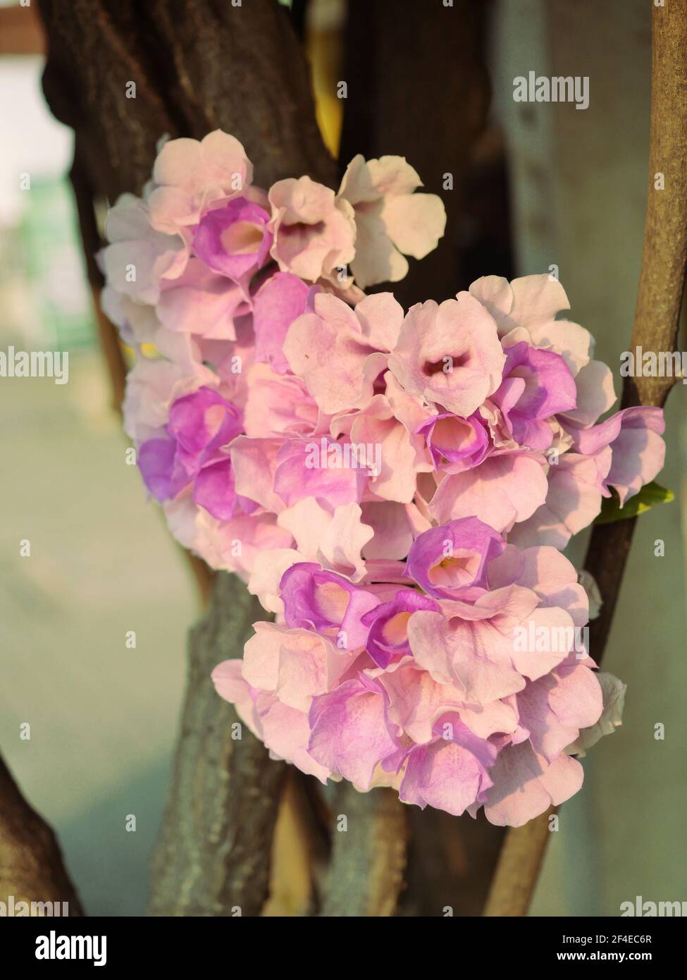 La vite dell'aglio ( Mansoos alliacea ) fiorisce su pianta dell'albero, petali viola e rosa dei fiori tropicali Foto Stock