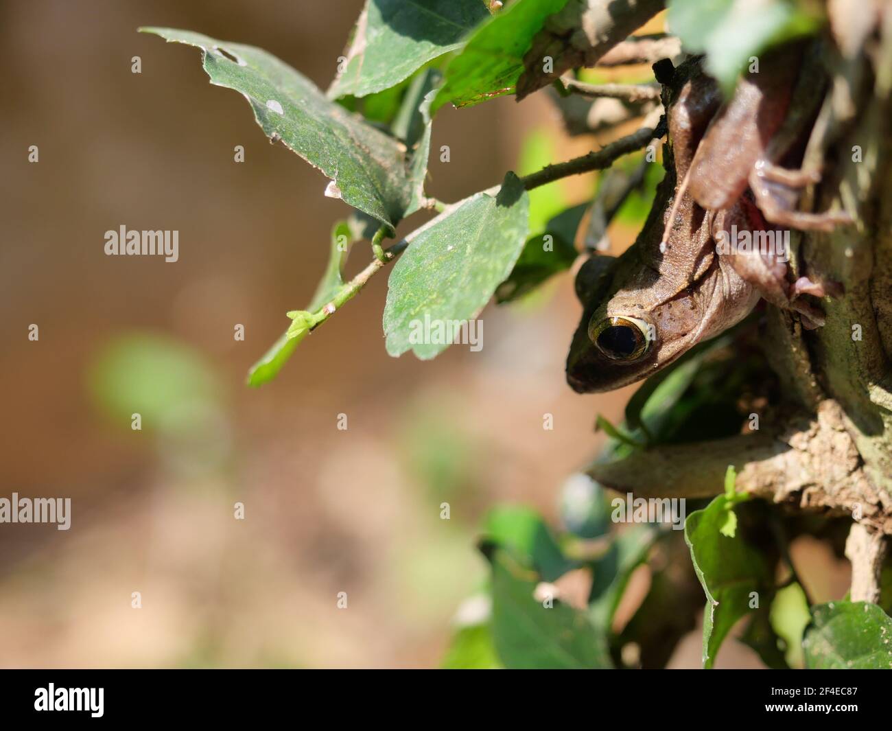 Comune rana albero nascondono nell'albero con marrone naturale sullo sfondo, la natura di camouflage in anfibi in Thailandia Foto Stock