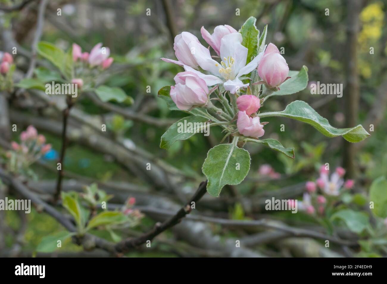 malus domestica o albero di mela con i primi fiori dentro molla Foto Stock