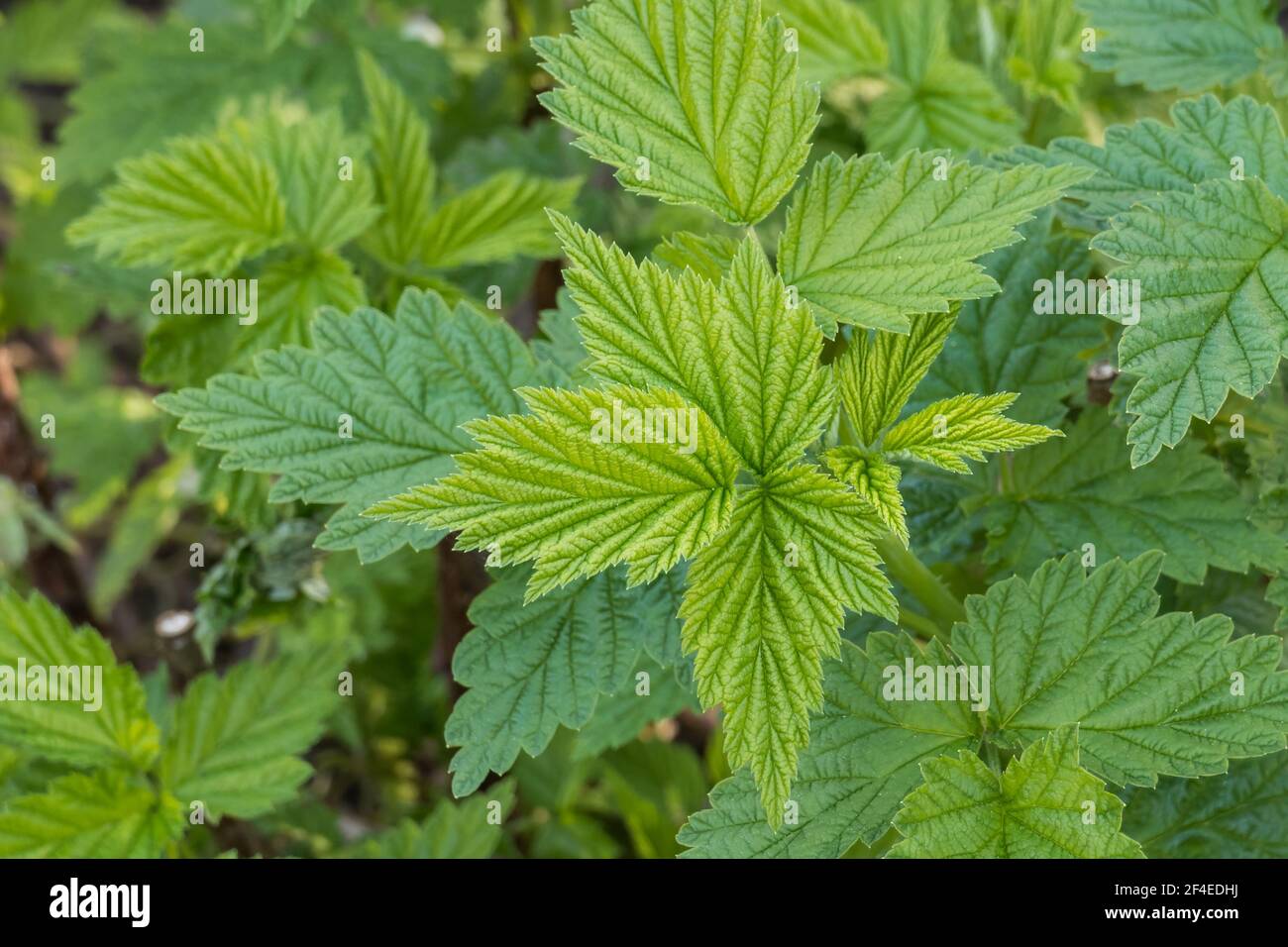 foglie di piante di lampone viste dall'alto Foto Stock