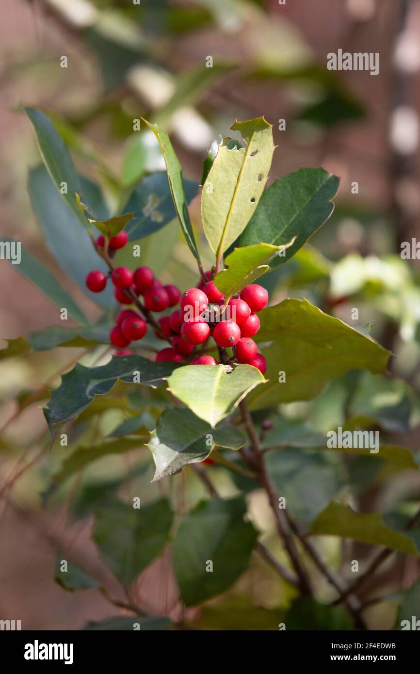 Branca americana (Ilex opaca) bacche e foglie Foto Stock