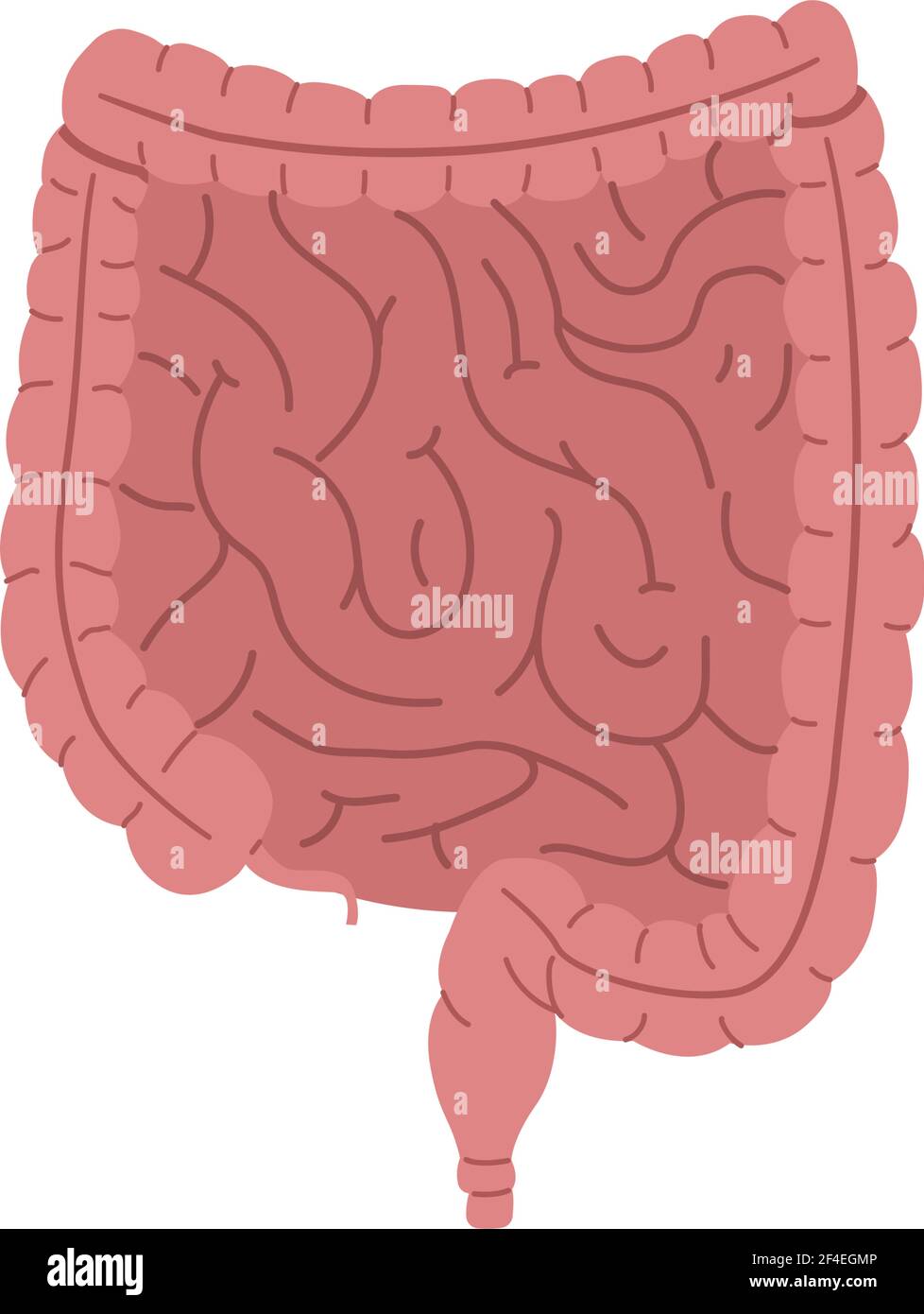 Intestino umano sano, organo digestivo illustrazione vettore isolato su sfondo bianco. Illustrazione Vettoriale