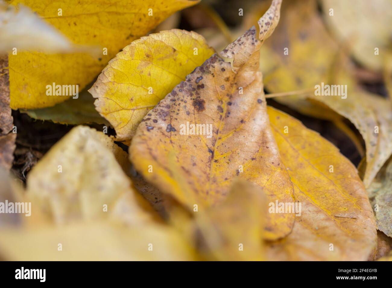 Primo piano di foglie gialle d'autunno. Profondità di campo poco profonda. Foto Stock