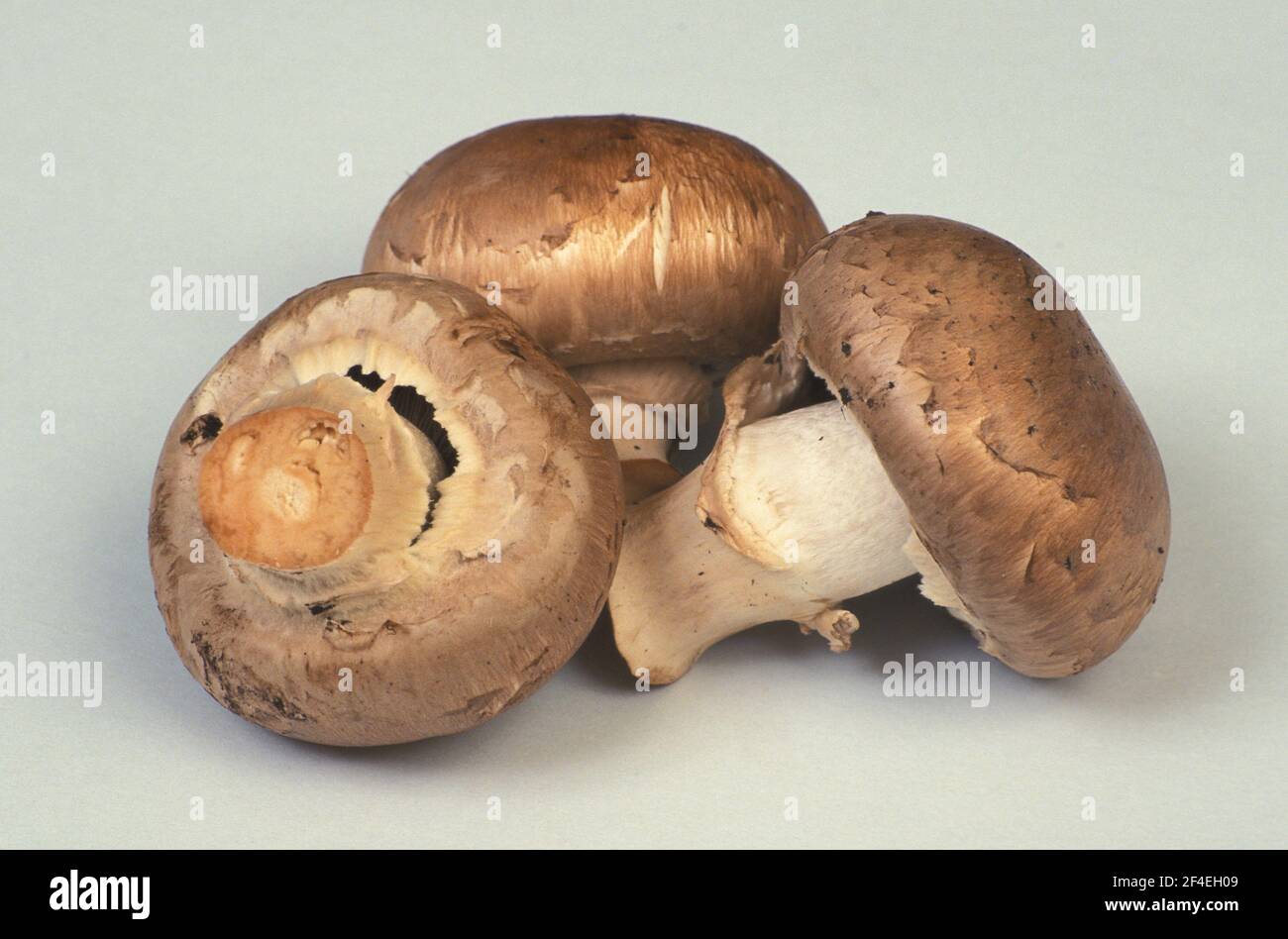 FUNGO BRUNO SVIZZERO (AGARICUS BISPORUS) CONOSCIUTO ANCHE COME CREMINI, MARRONE MIELE, MARRONE ITALIANO, FUNGHI ITALIANI O MARRONE ROMANO Foto Stock
