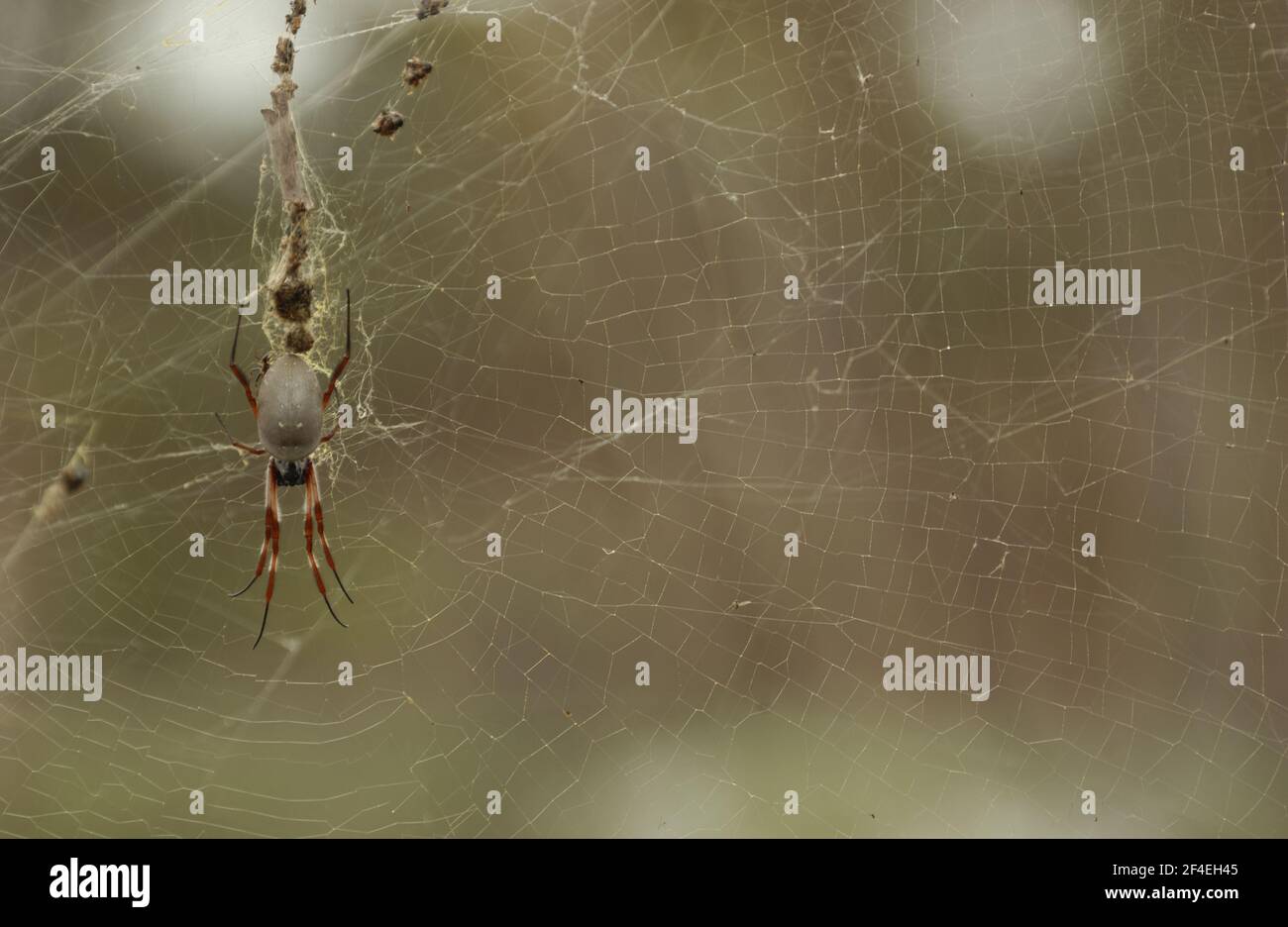 AUSTRALIAN GARDEN ORB WEAVER SPIDER SPINNINGS IT'S WEB, PERTH, AUSTRALIA OCCIDENTALE. Foto Stock