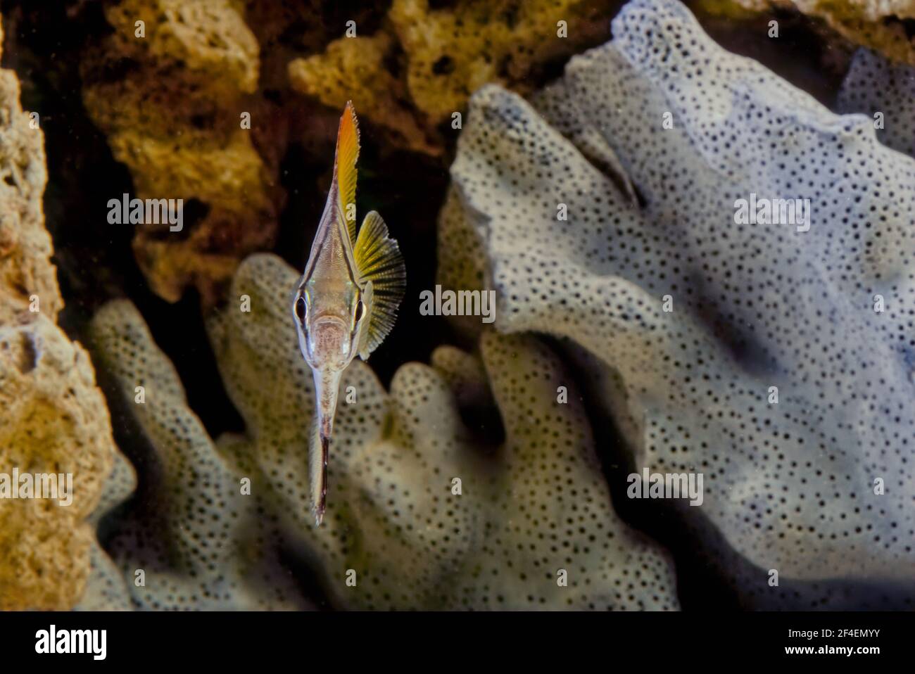 Monodactylidae è una famiglia di pesci ossei perciiformi comunemente indicati come monos, moonyfish o fingfish. Foto Stock