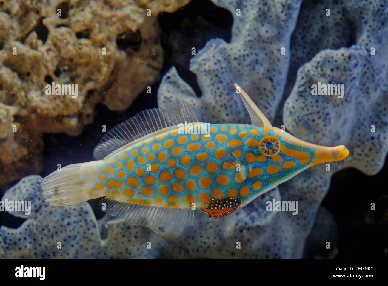 Il filefish o filefish di harlequin, Oxymonacanthus longirostris, è un filefish della famiglia dei Monacanthidae Foto Stock