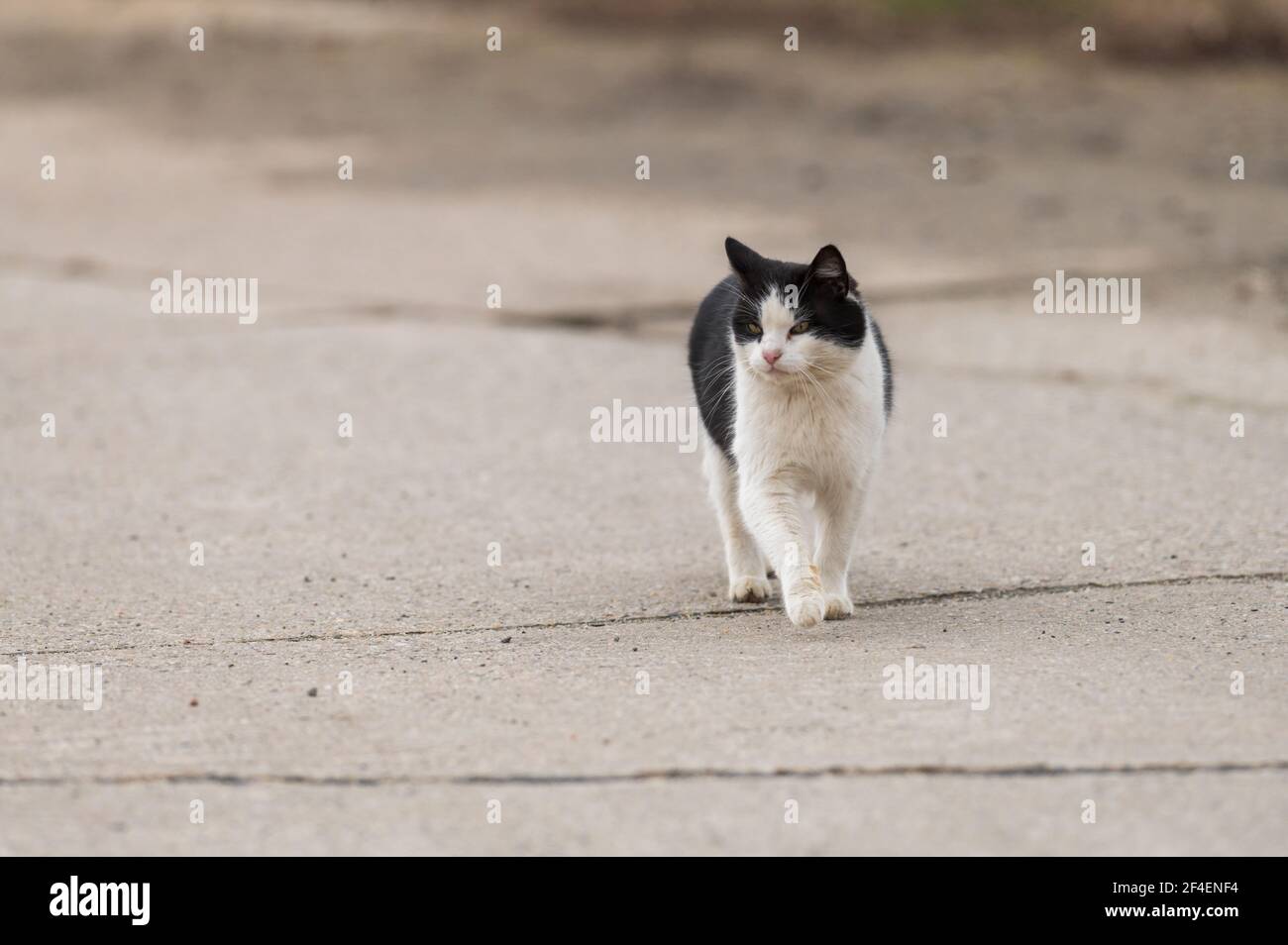 Un gatto cammina lungo la strada Foto Stock
