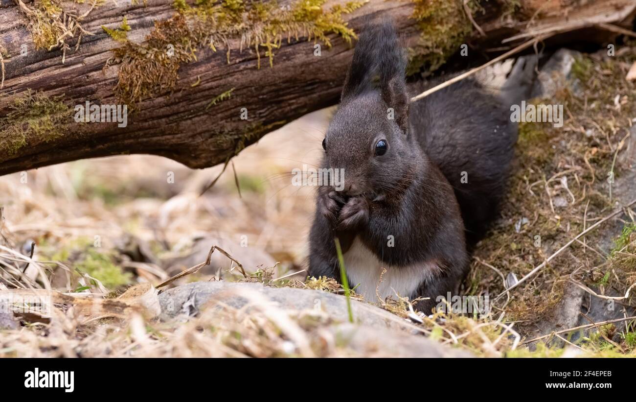 eichhörnchen, tier, europa, italia, liguria, säugetier, frack, selvatico, lebende selvatiche tiere Foto Stock