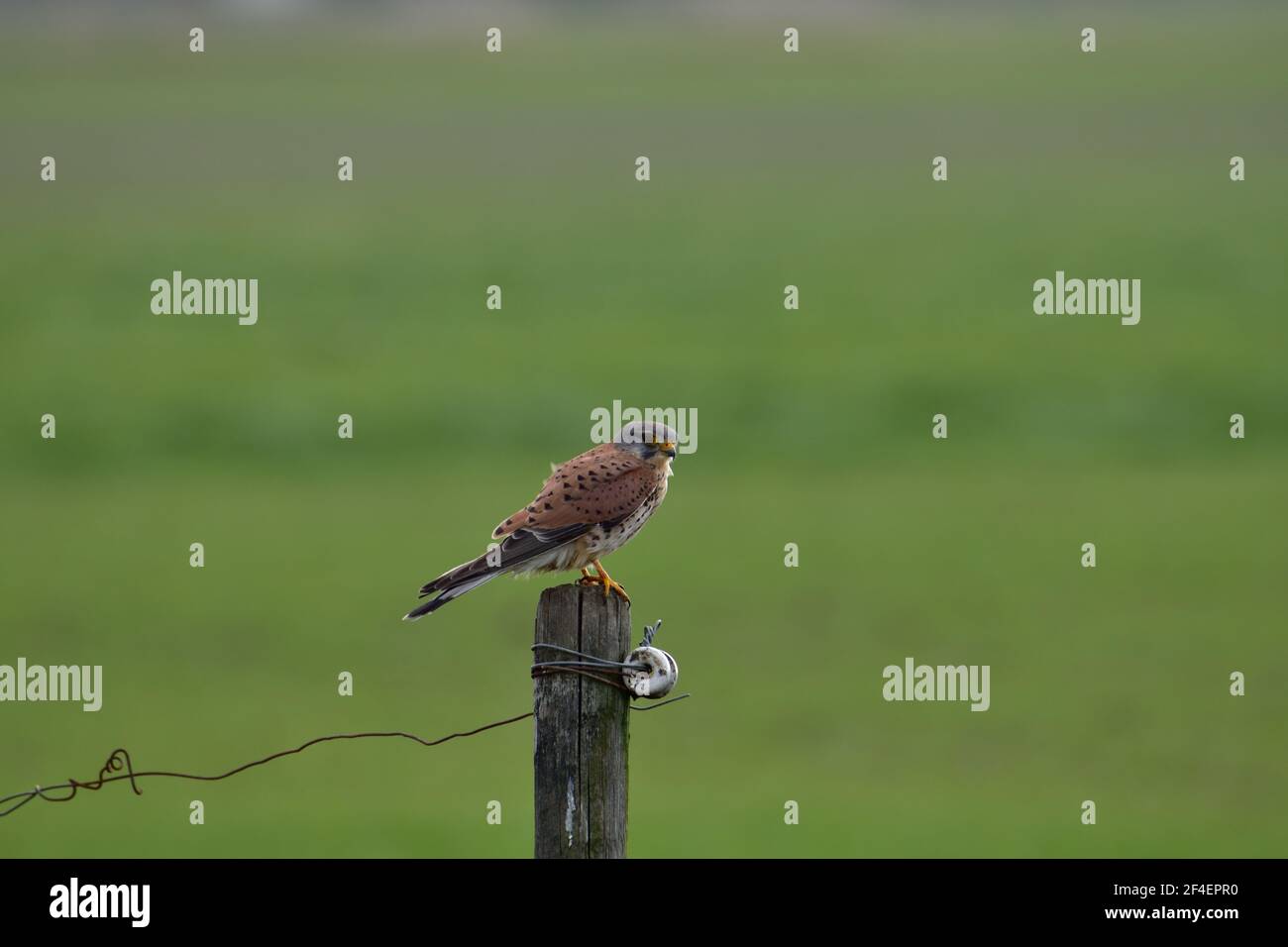 Bellissimo uccello Kestrel arroccato su un palo in cerca di preda in un campo vicino Oss, Paesi Bassi Foto Stock