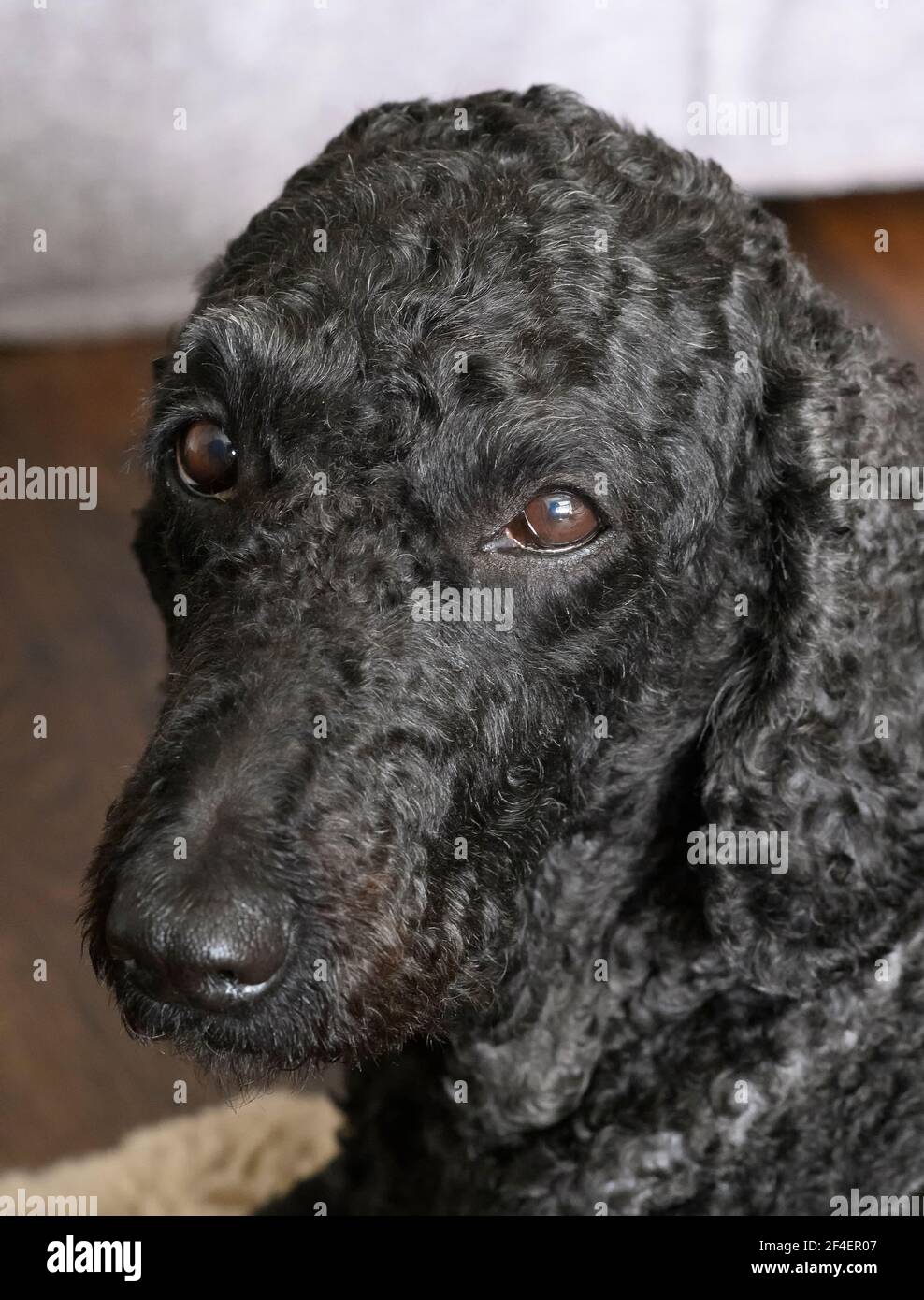 Bel cane Labradoodle nero dagli occhi marroni che guarda verso la fotocamera Foto Stock