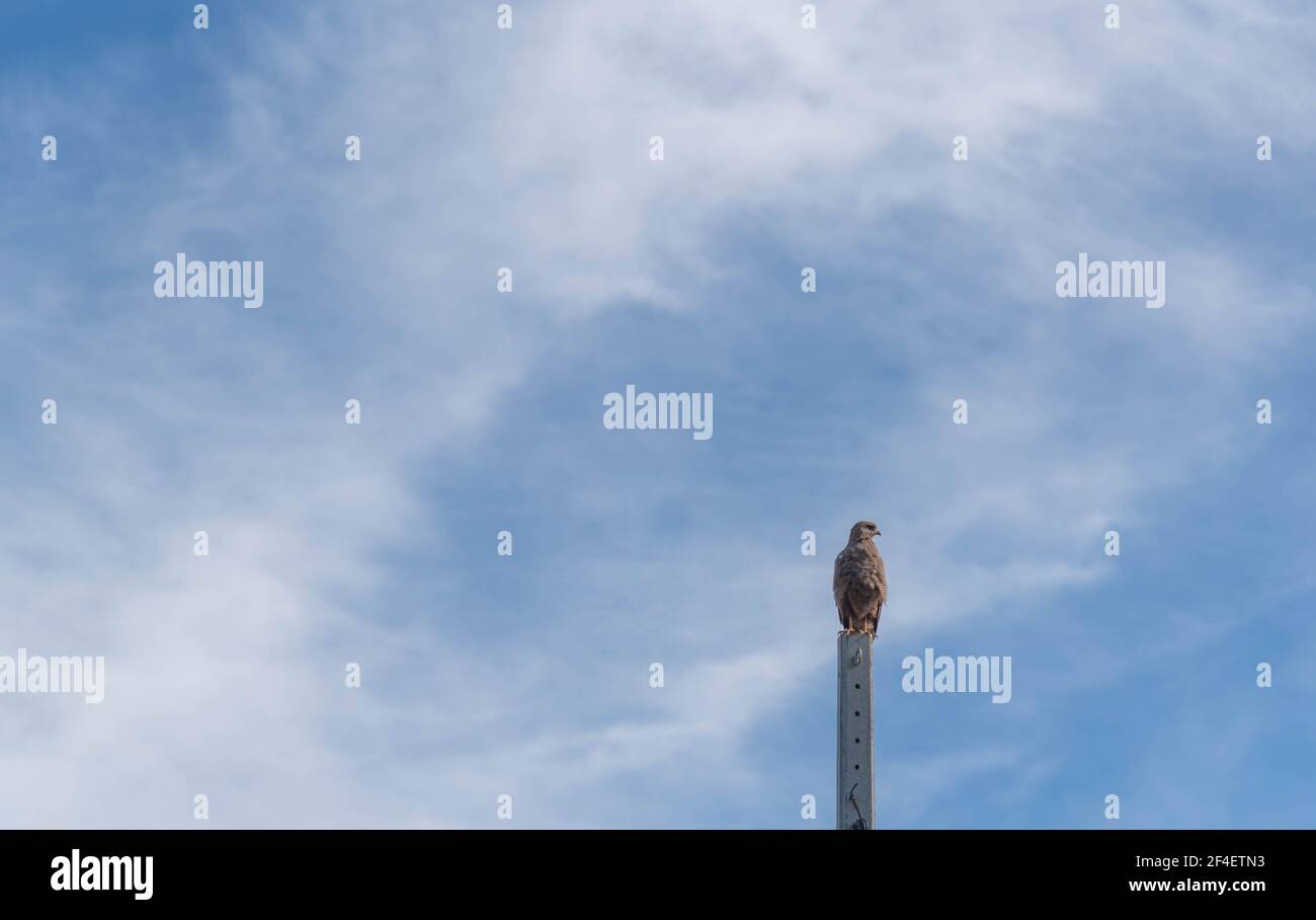 Carcará falco (Caracara plancus) arroccato su un palo di cemento e sullo sfondo il cielo blu. Specie di rapitore della famiglia dei falconidi. Abita Foto Stock