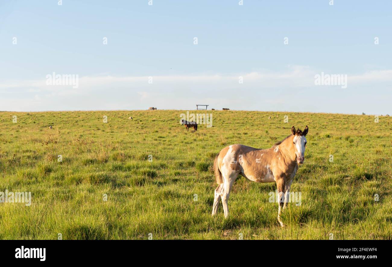 Giovane Creolo foal in un allevamento di cavalli nel sud del Brasile. Creole è una razza brasiliana di cavalli, originaria degli animali andalusi e beri Foto Stock