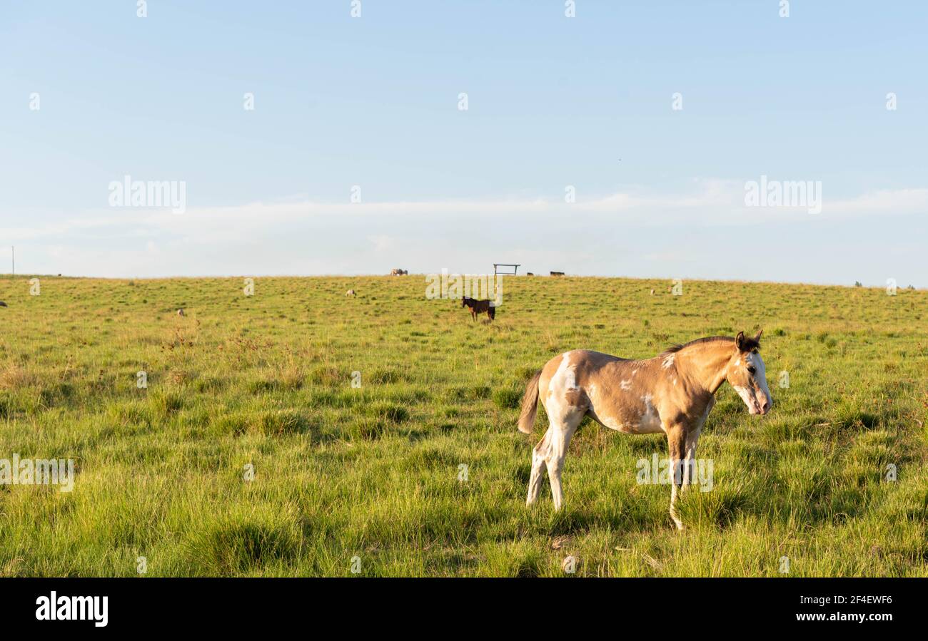 Giovane Creolo foal in un allevamento di cavalli nel sud del Brasile. Creole è una razza brasiliana di cavalli, originaria degli animali andalusi e beri Foto Stock