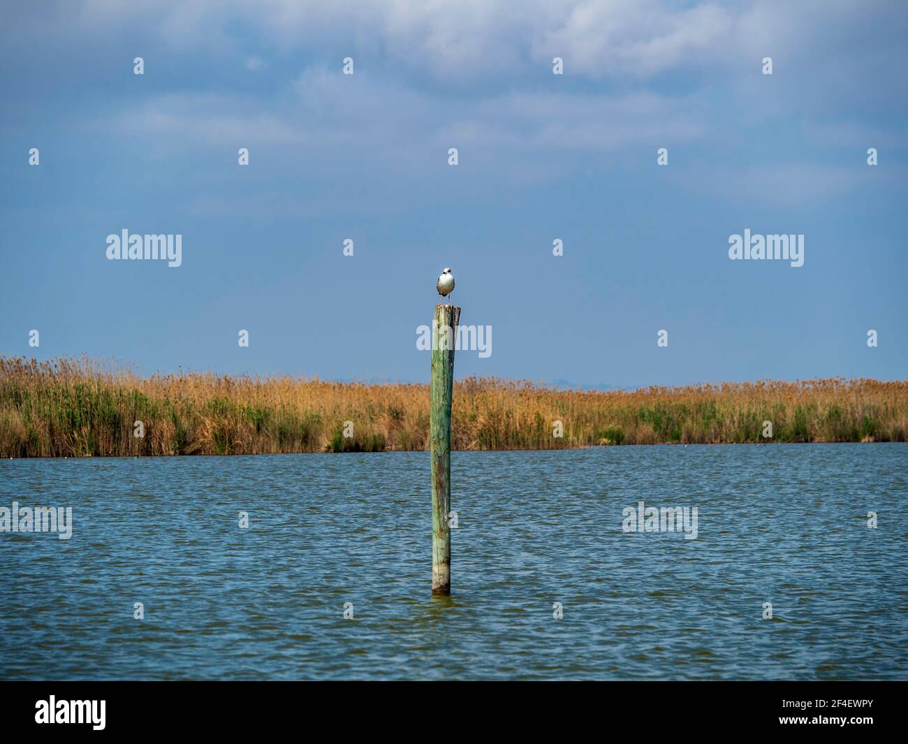 Un piccolo uccello appollaiato su un palo di legno nell'acqua della zona umida di Albufera de Valencia. Foto Stock