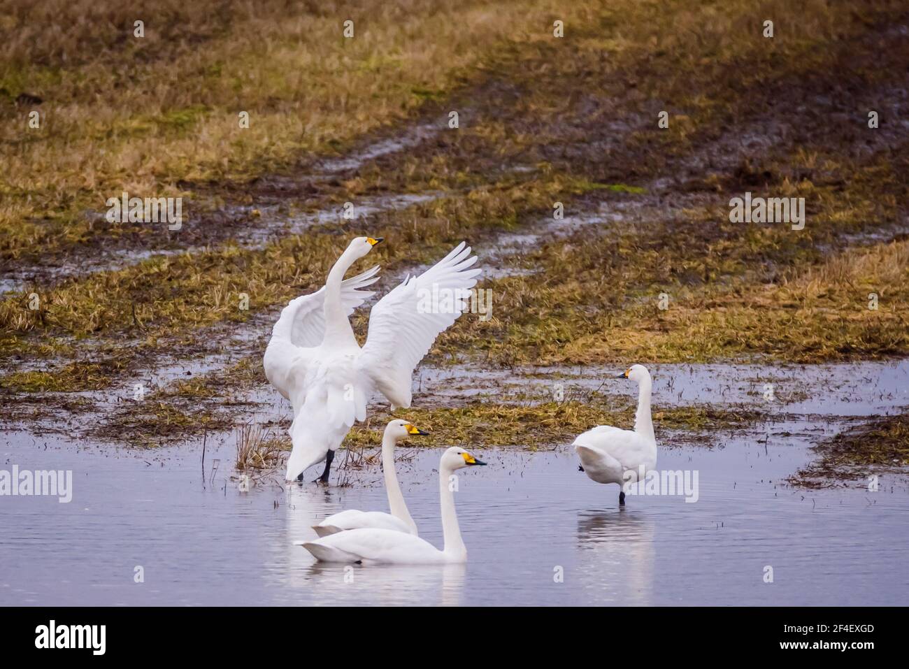 Foto con messa a fuoco selettiva. Uccelli di cigno di Whooper. Stagione primaverile. Foto Stock