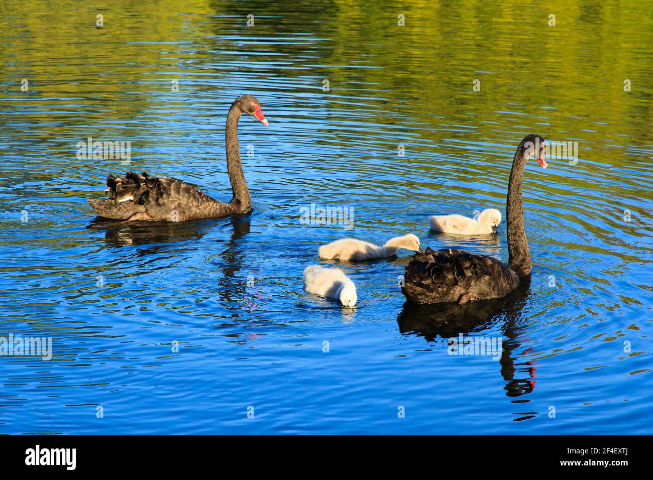 Una famiglia di due cigni neri e tre cigneti soffici nuotare su un lago Foto Stock