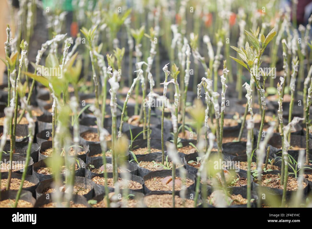 innesti avocado frutta pianta albero innesto in casa di vivaio. avocado propagazione Foto Stock