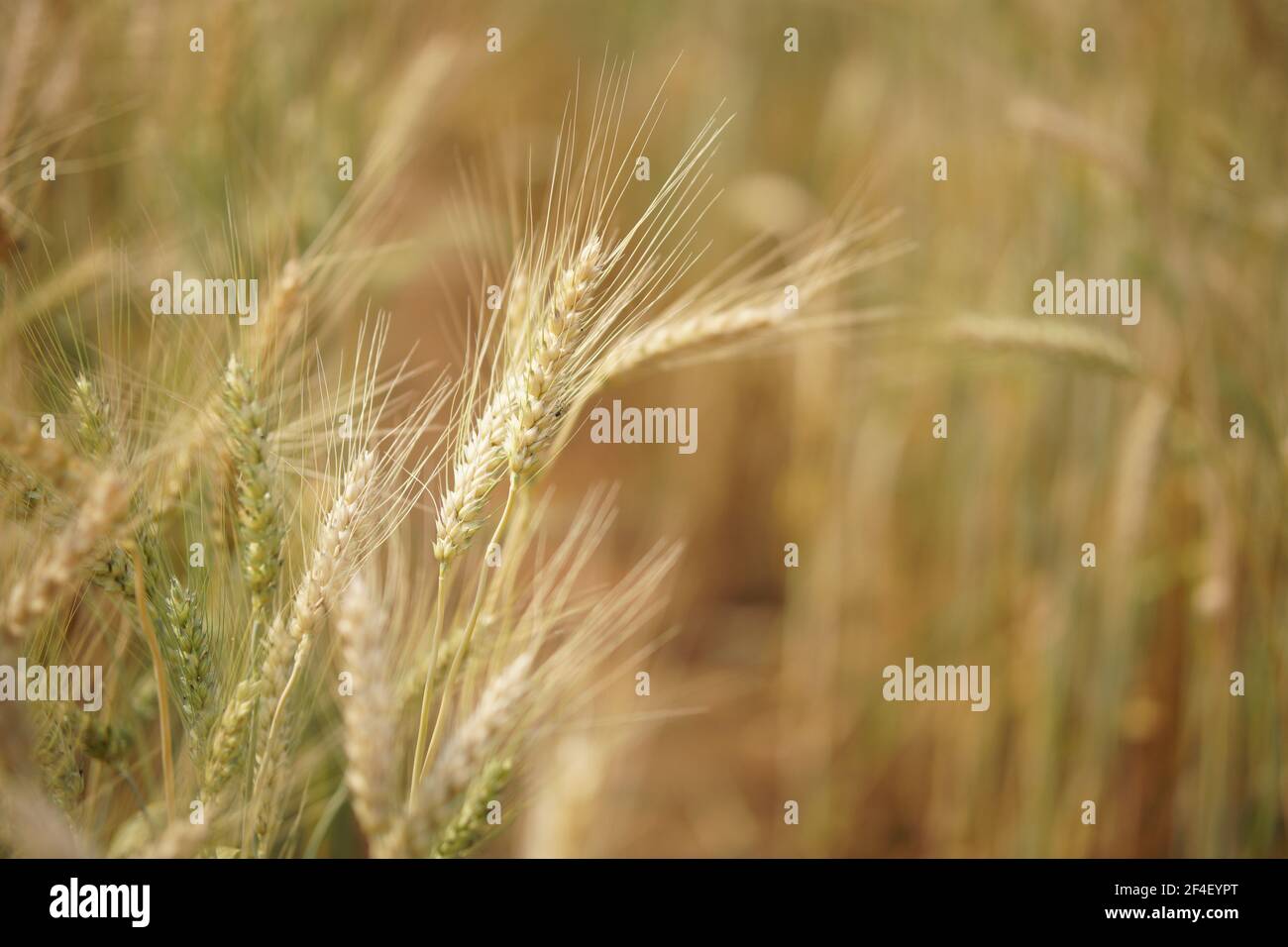 riso di orzo di grano giallo che cresce in risaie in terreni agricoli Foto Stock