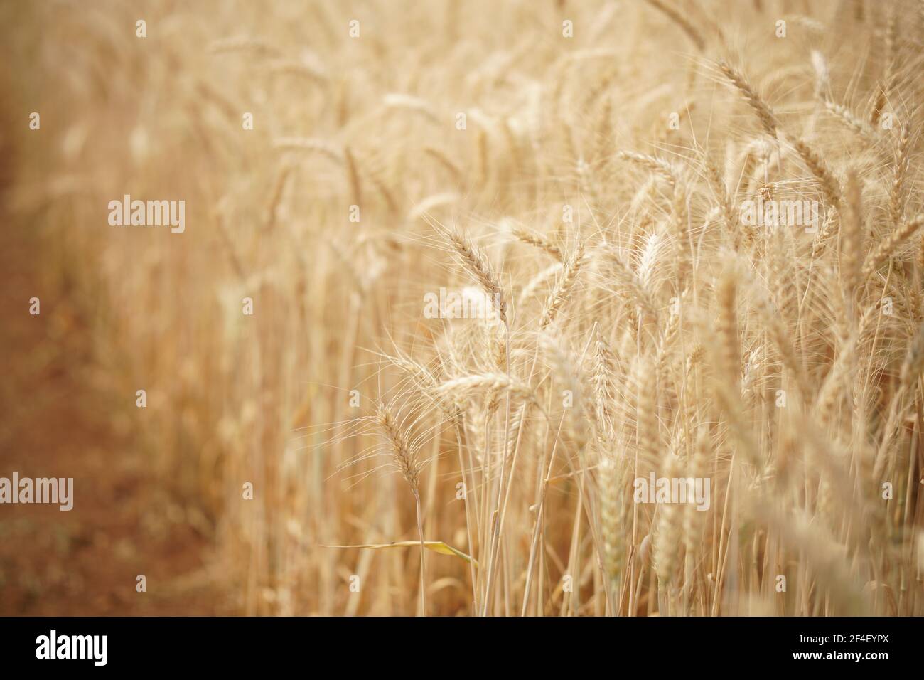 riso di orzo di grano giallo che cresce in risaie in terreni agricoli Foto Stock