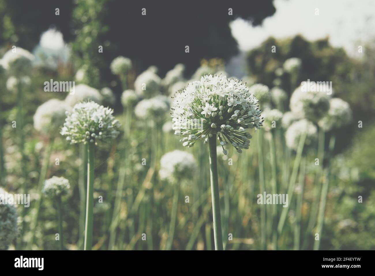 Allium scalogno cipolla aglio erba cipollina scalogno porro fiore crescente in campo giardino Foto Stock