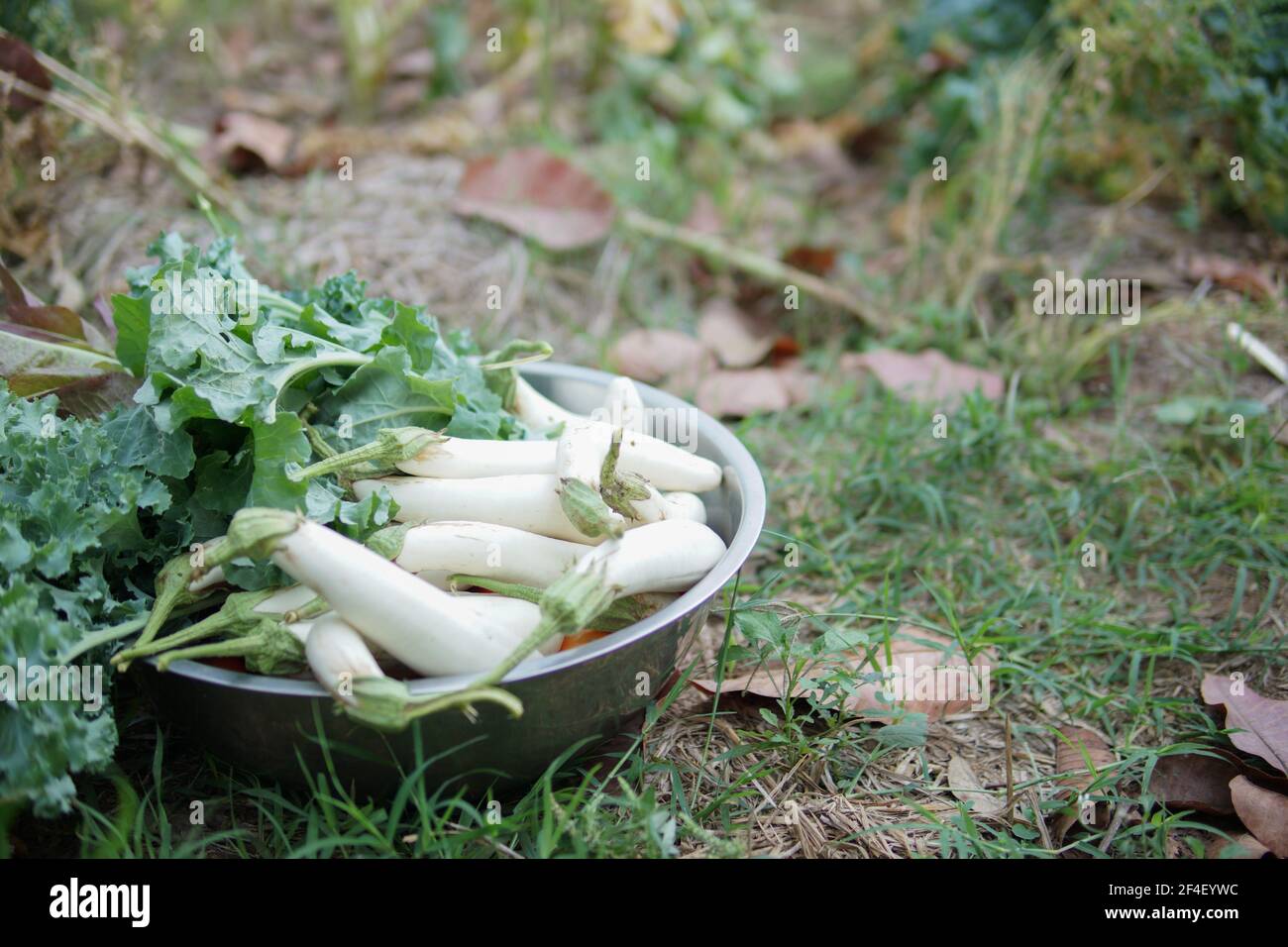 verdure fresche di ravanello bianco in ciotola a terra. raccolta di ravanelli da giardino Foto Stock