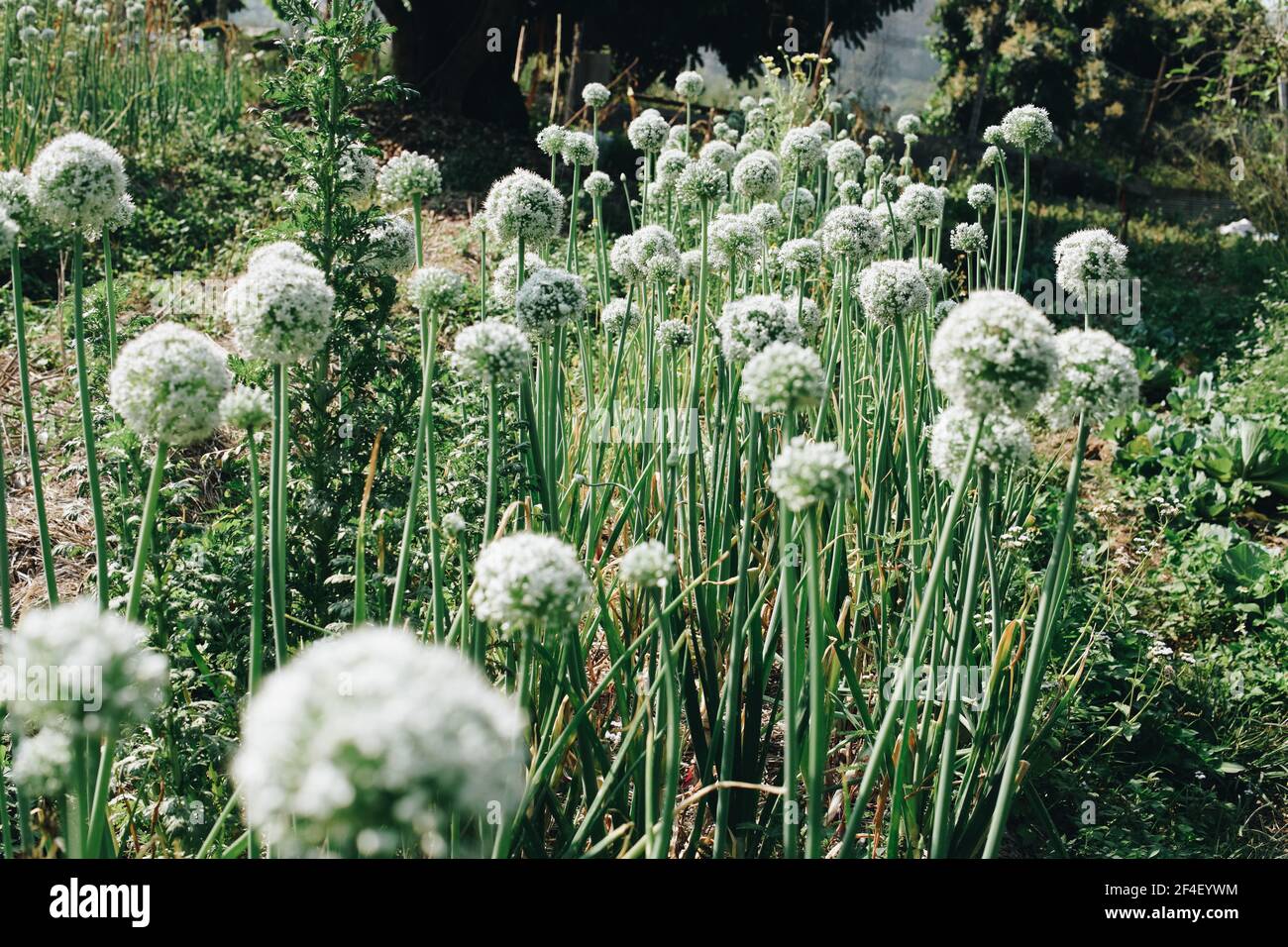 Allium scalogno cipolla aglio erba cipollina scalogno porro fiore crescente in campo giardino Foto Stock