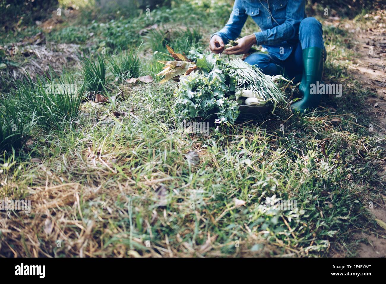 coltivatore che raccoglie erba cipollina vegetale da giardino fattoria Foto Stock