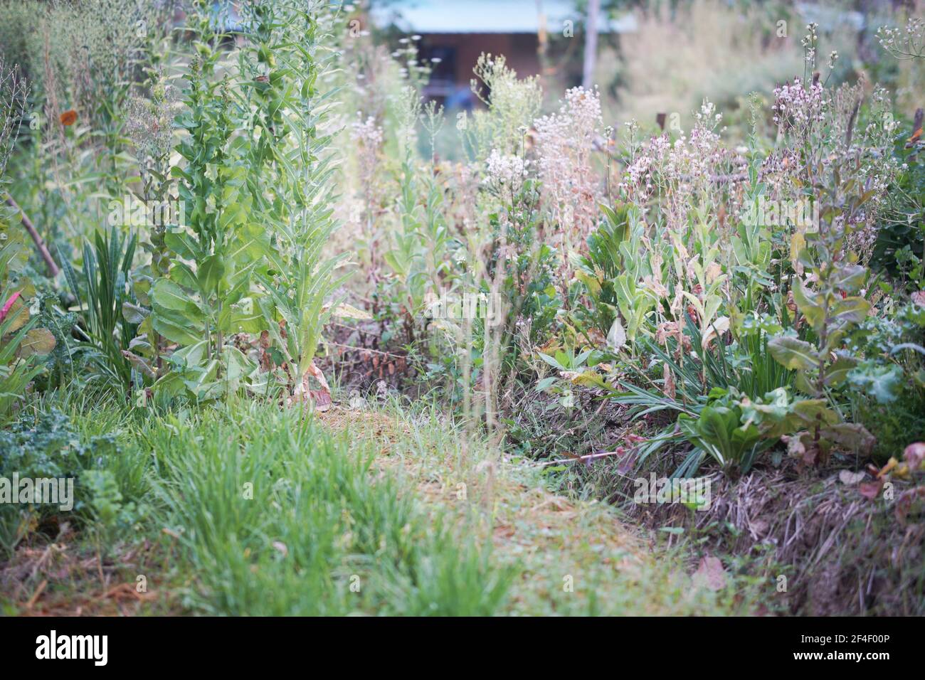 lattuga vegetale che cresce in fattoria giardino per raccogliere semi Foto Stock